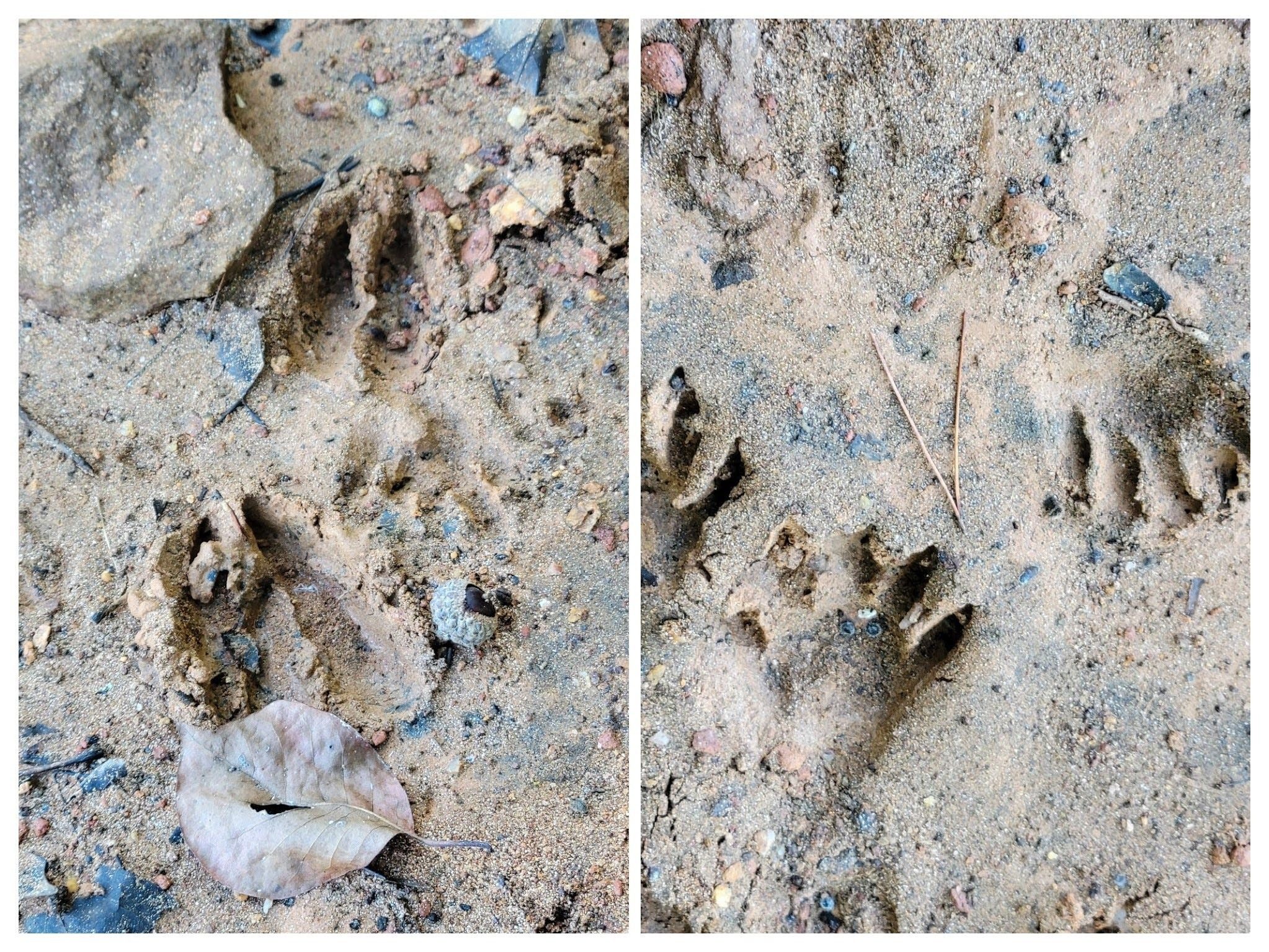 Deer and racoon (I think?) tracks on a sandy portion of the exposed shoreline.