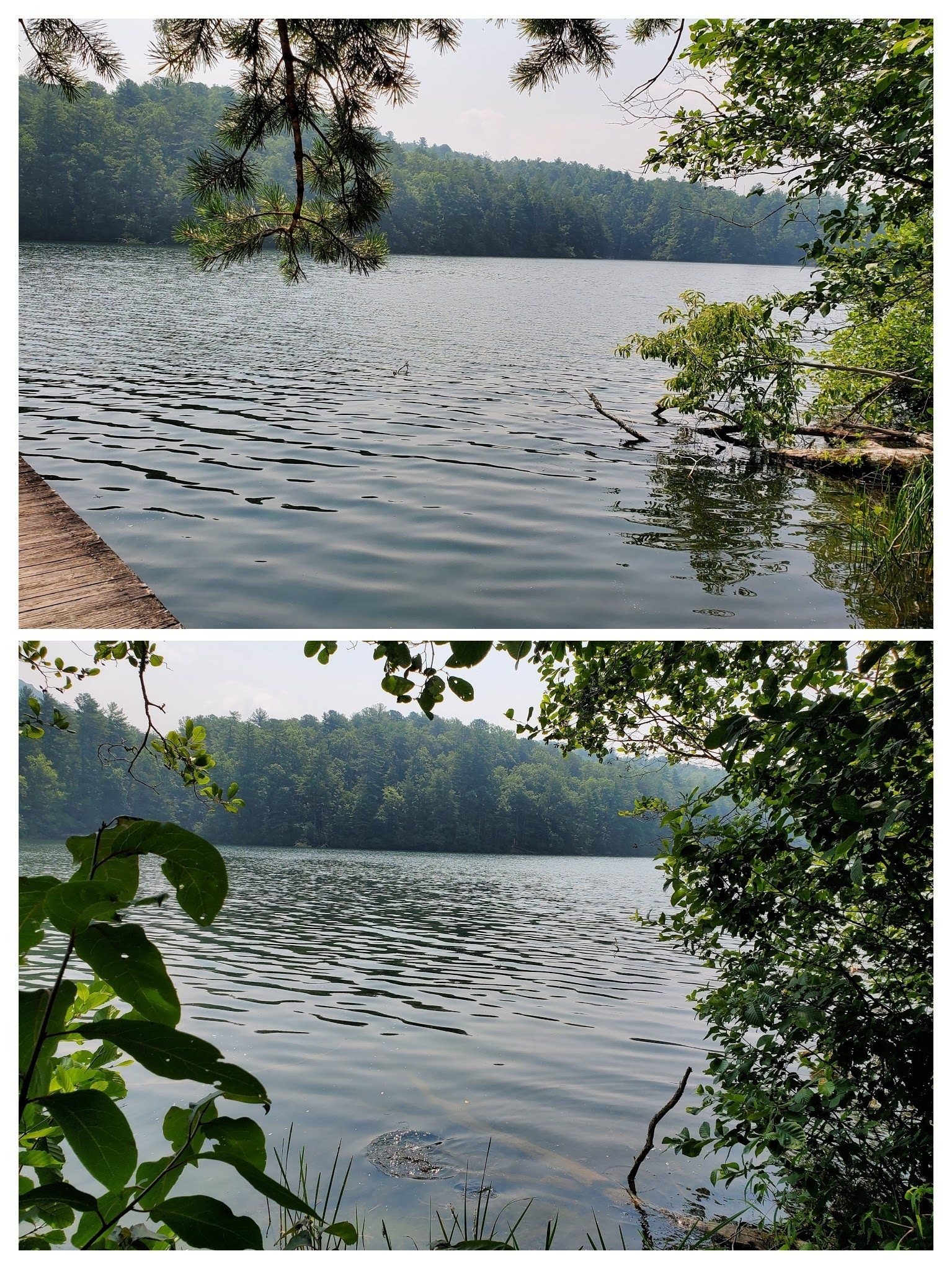 Nice views of Unicoi Lake as we walk around it.  Vic says, "You missed the turtle on the log!"