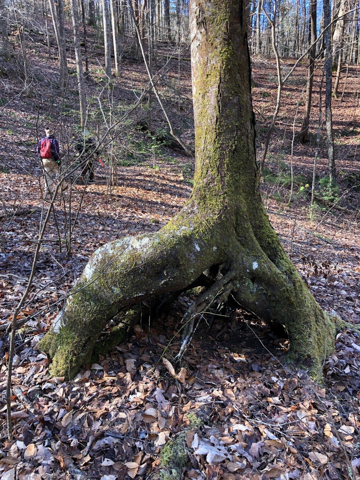 Despite a washout of this large Poplar's roots, it still stands.