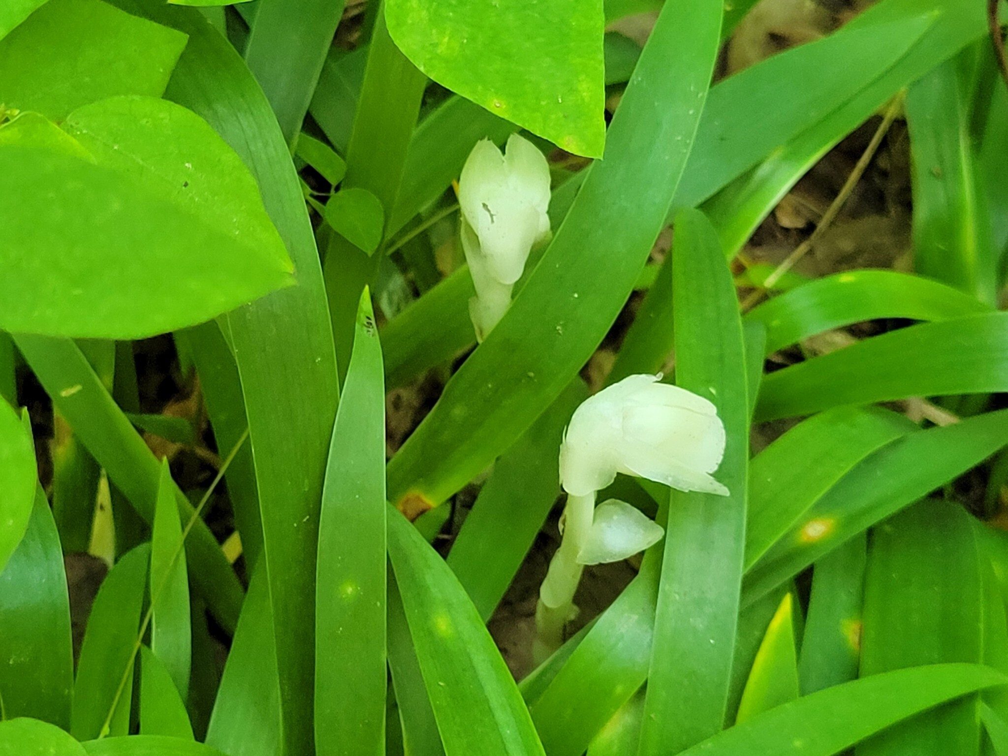 How about these Indian Pipes sprouting through Dwarf Iris leaves.