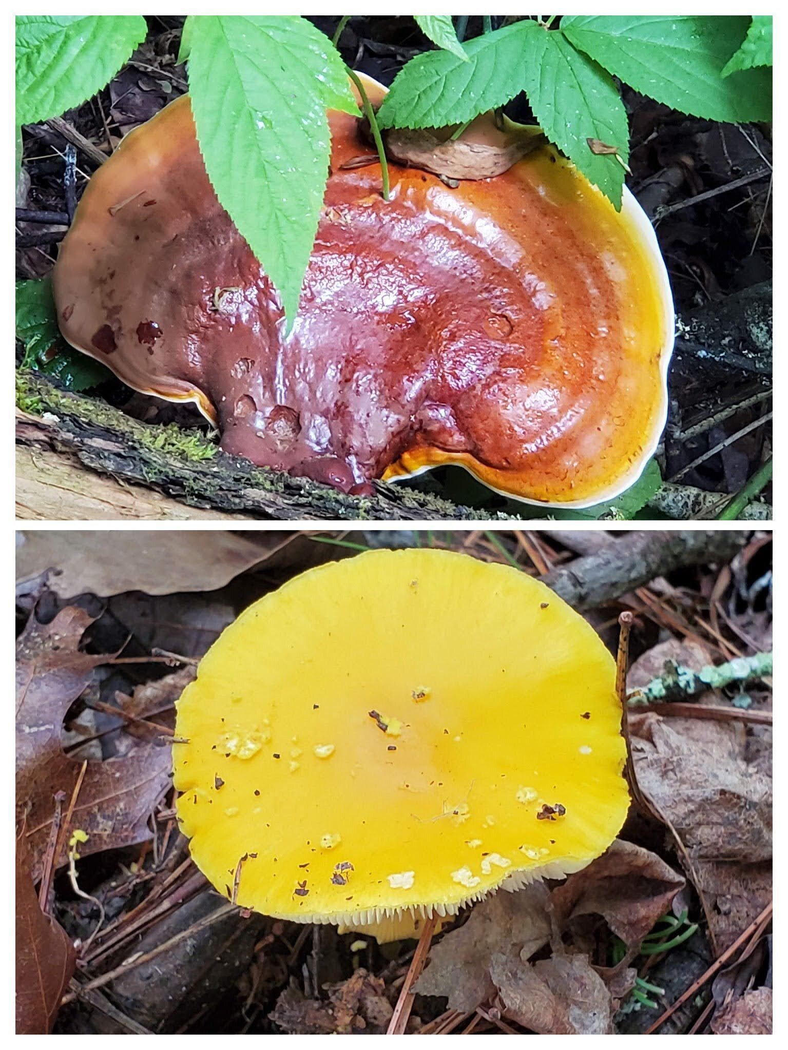 Colorful fungus!