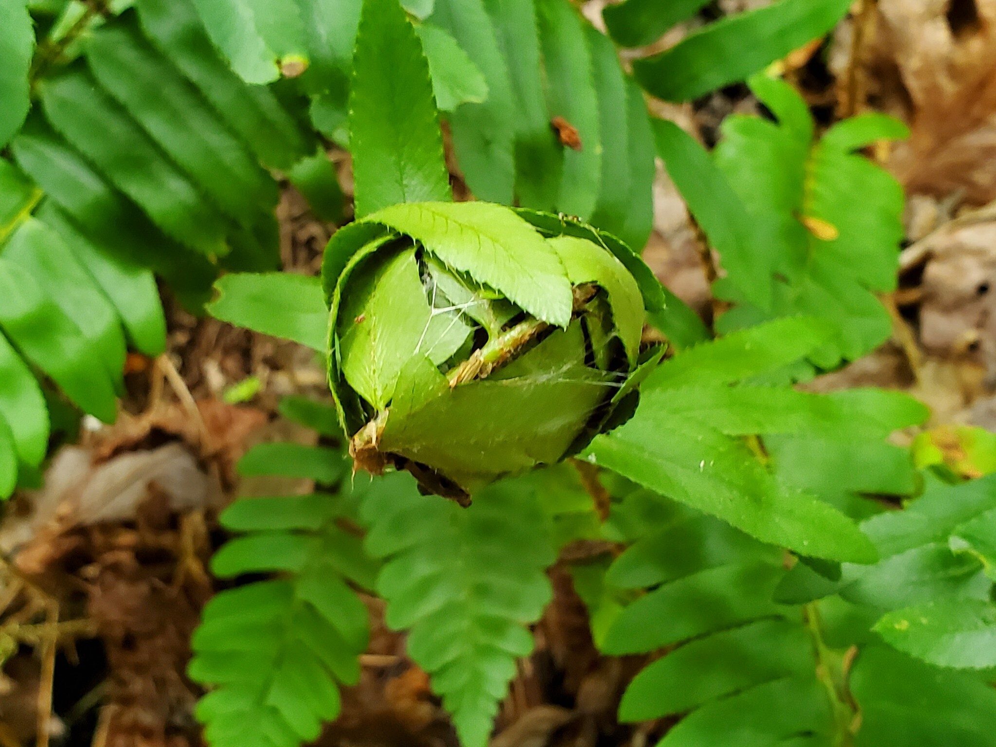 Something has made a home in this fern fiddlehead.