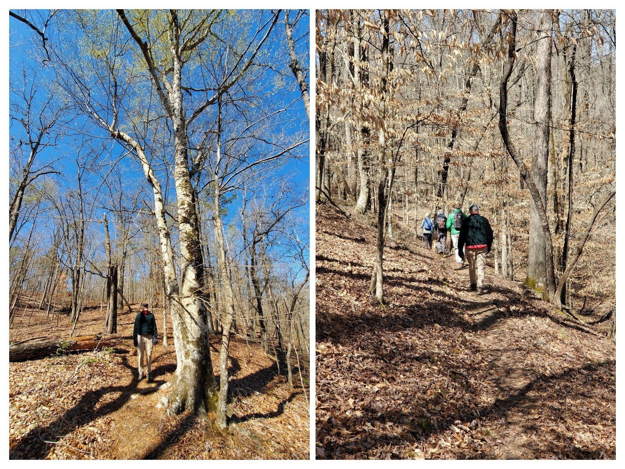Much of this hike was through lots of American Beech trees.  Ray is checking out one of two large, "mother trees" of these Beech's.