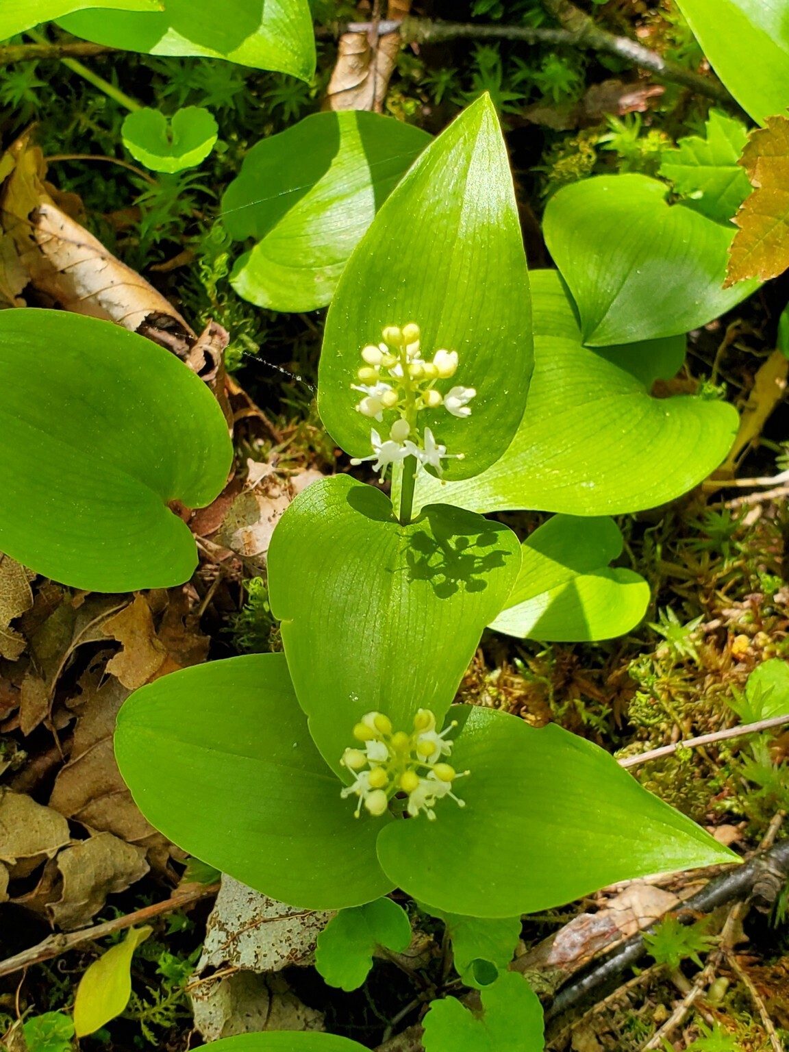 Perhaps False Lily-of-the-Valley ???