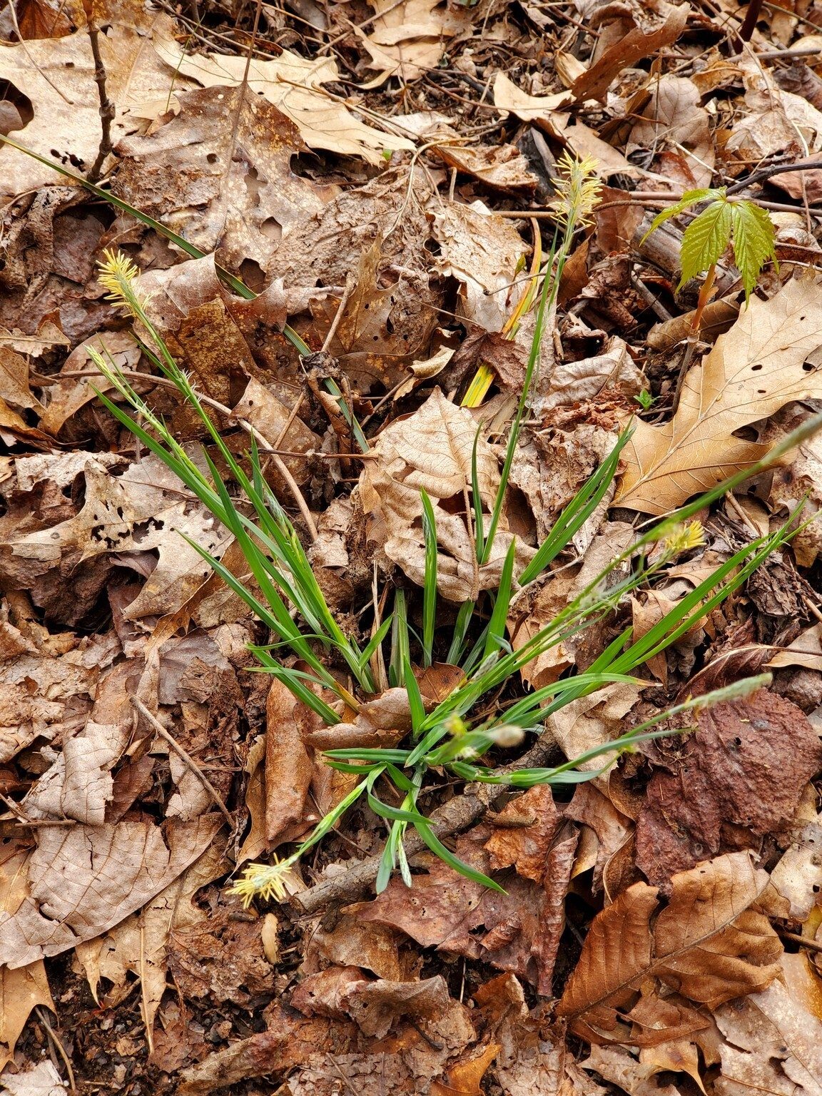 Some type of sedge in bloom. . .  we think???