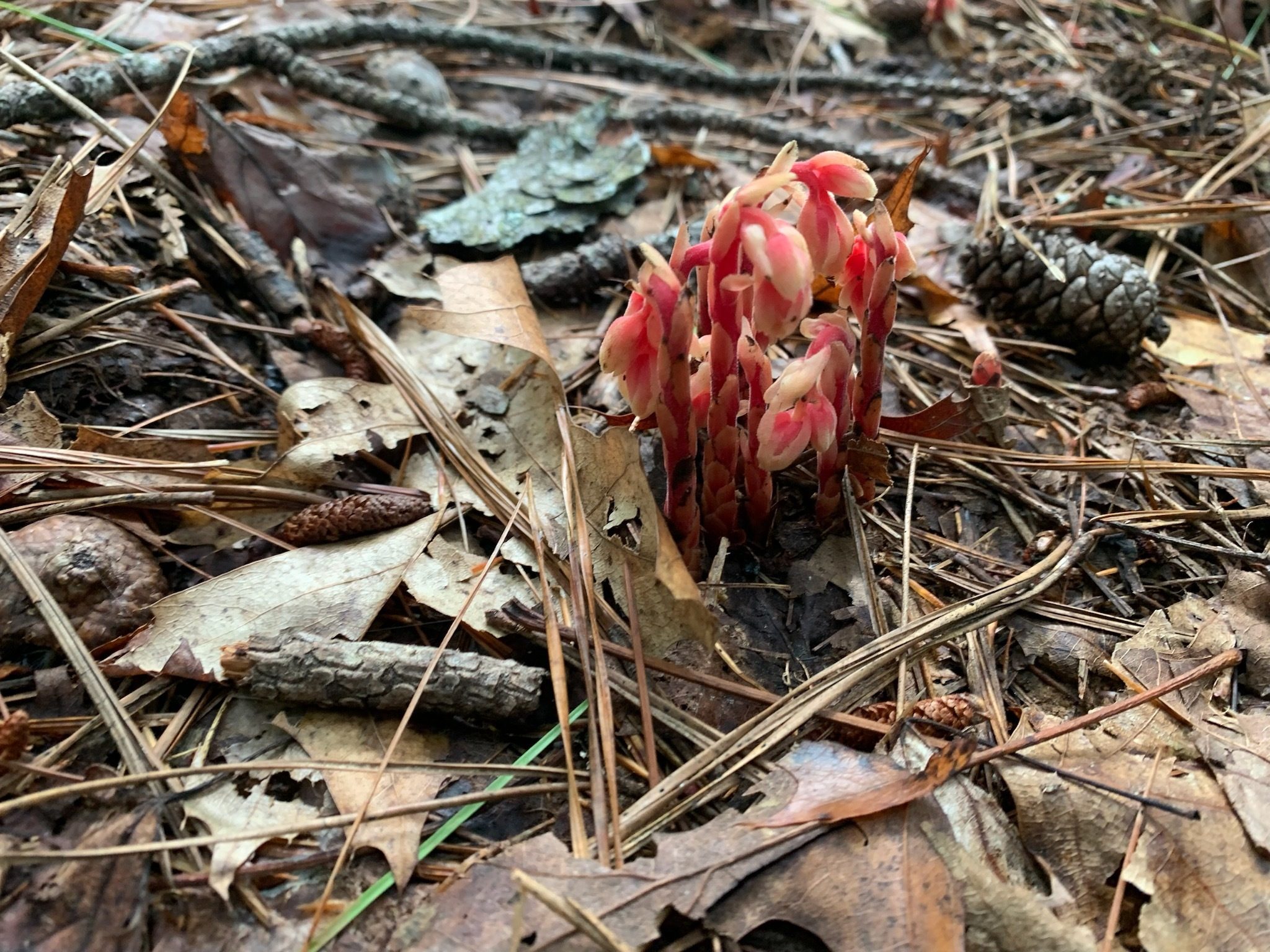 Really unique Pinesap!