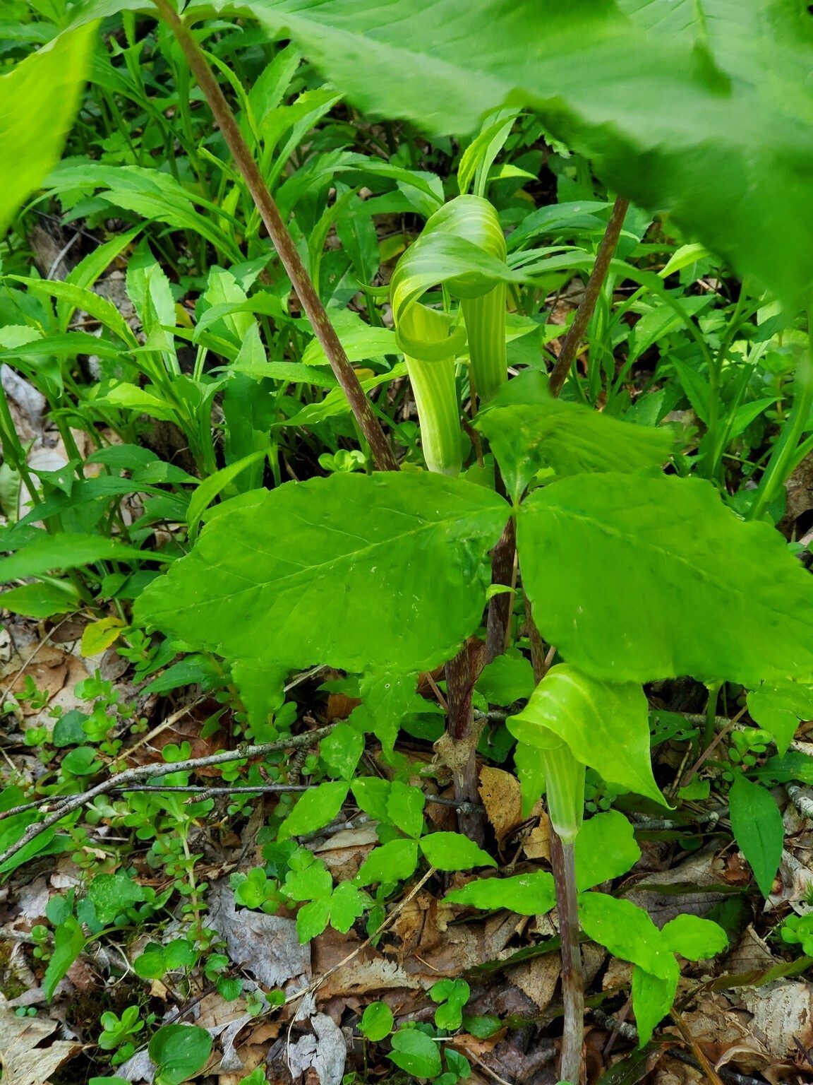 It's always nice to find a clump of Jack-in-the-Pulpit.