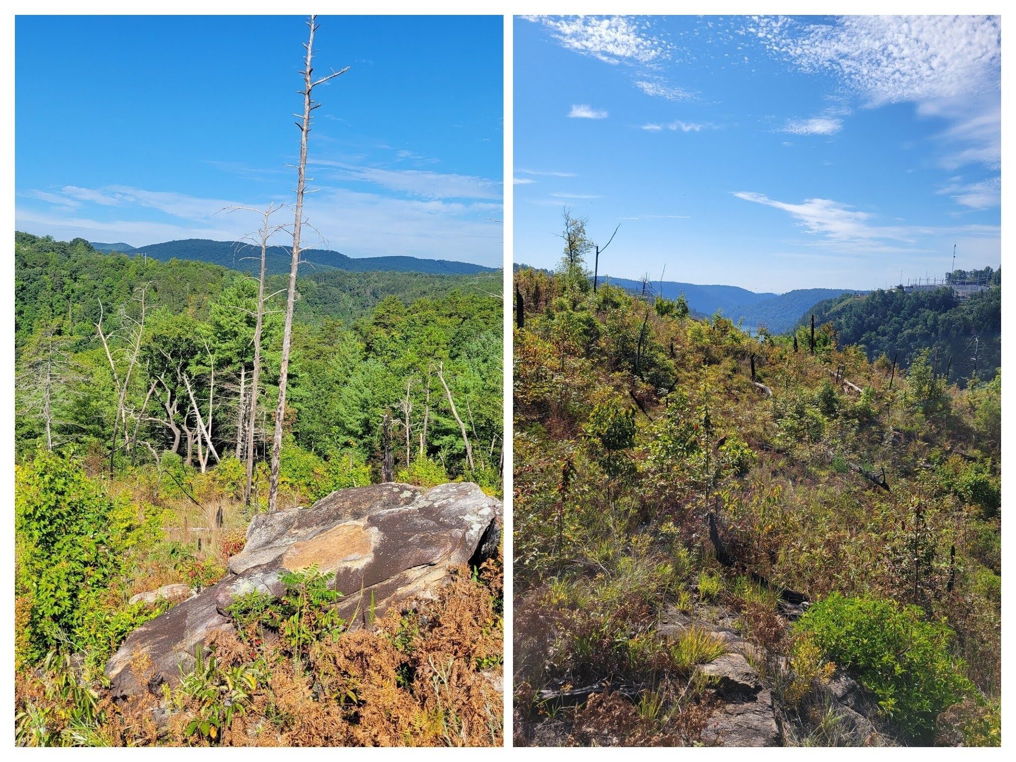 Perhaps not the most spectacular views from High Bluff as it is still recovering from prescribed burns meant to revitalize those plants and animals dependent on fire dependent ecosystems.