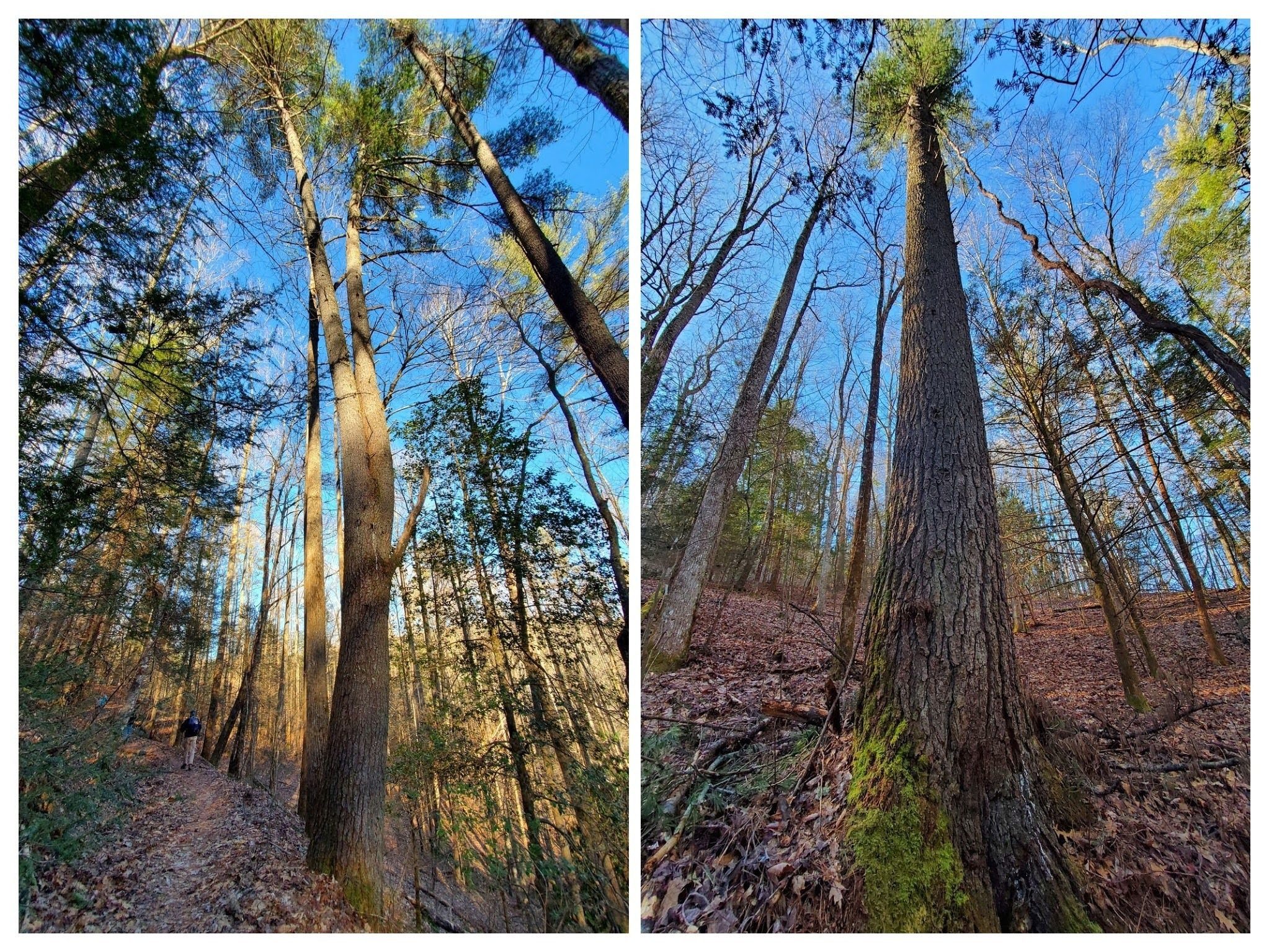 More large White Pines, one with a split trunk.