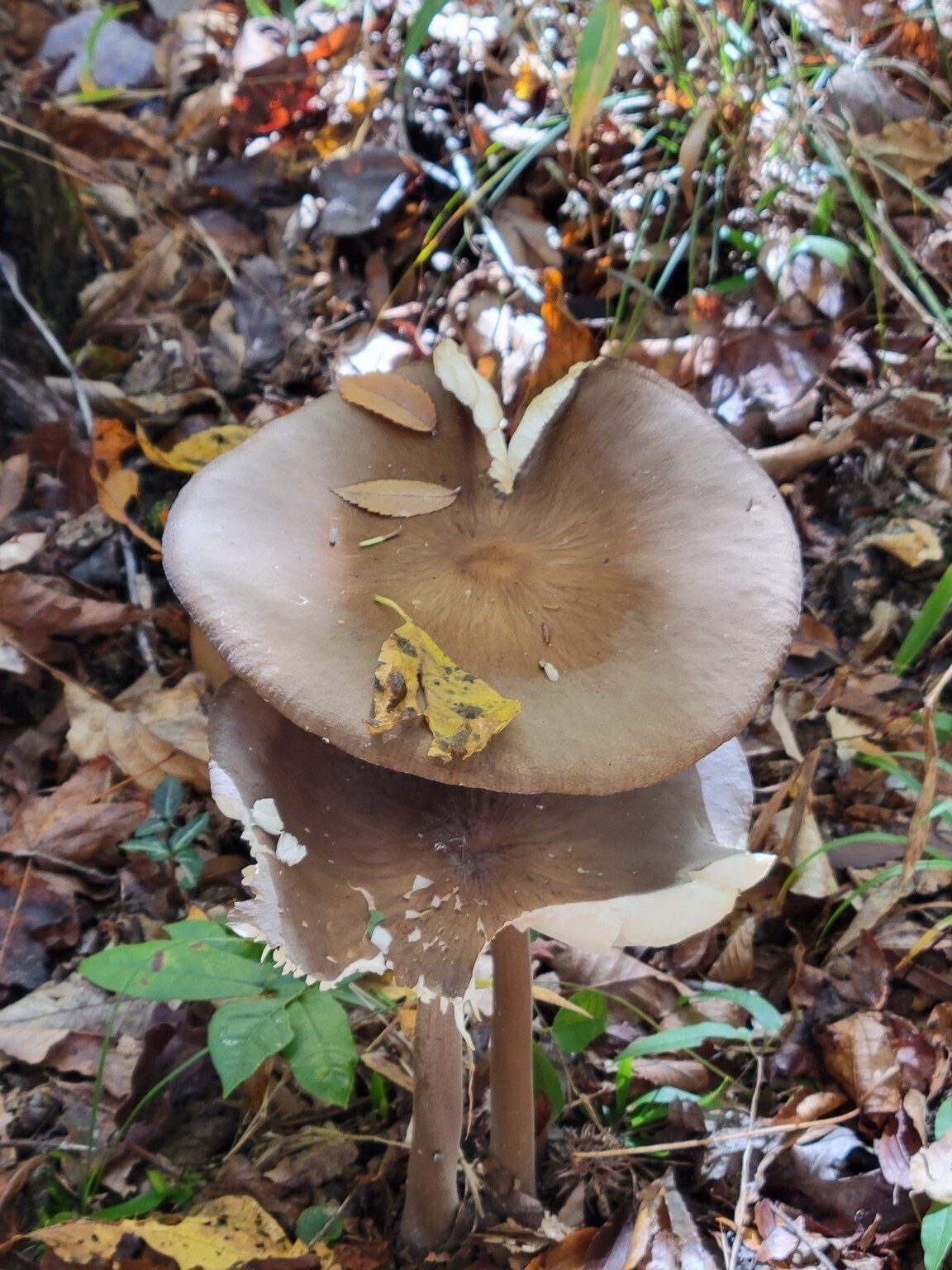 Something has been munching on this very large mushroom.