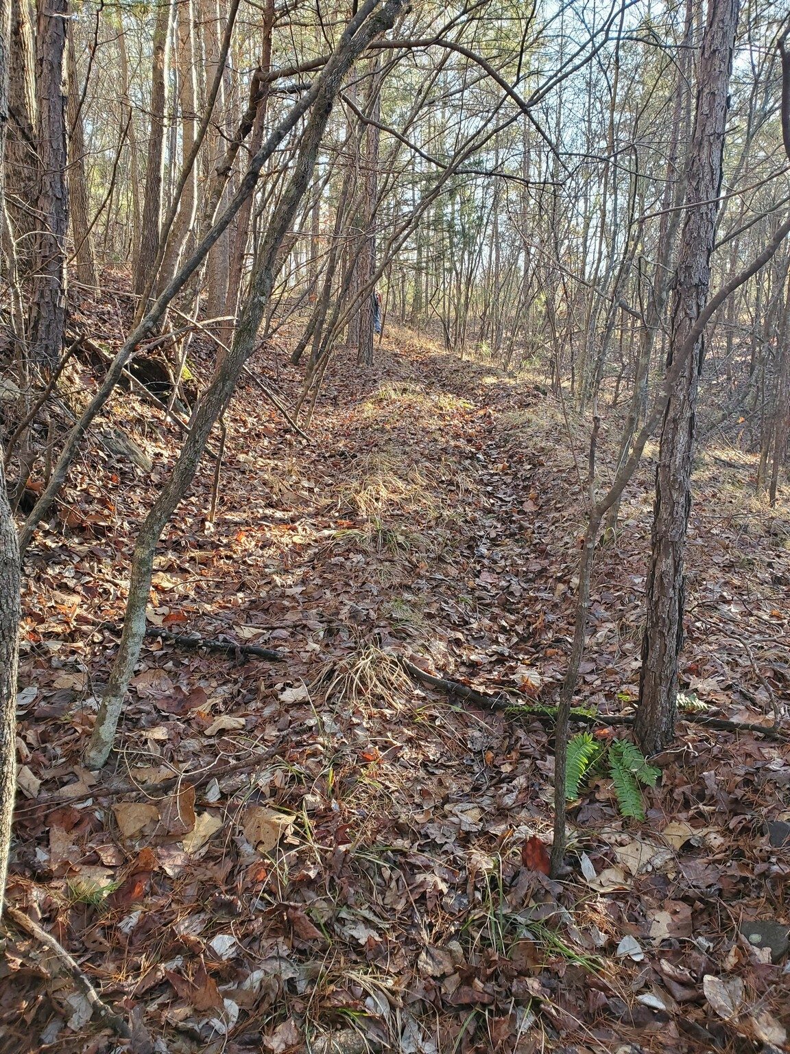 Next the side path to Big Leatherwood Falls.