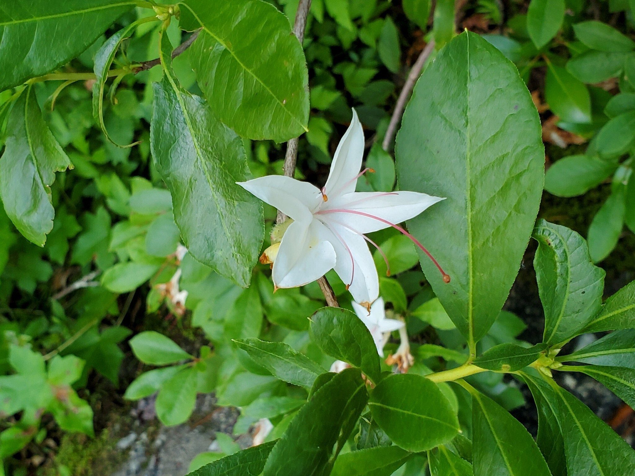 A beautiful example of a Sweet Azalea or Rhododendron found along the shore near the Dicks Creek Falls.