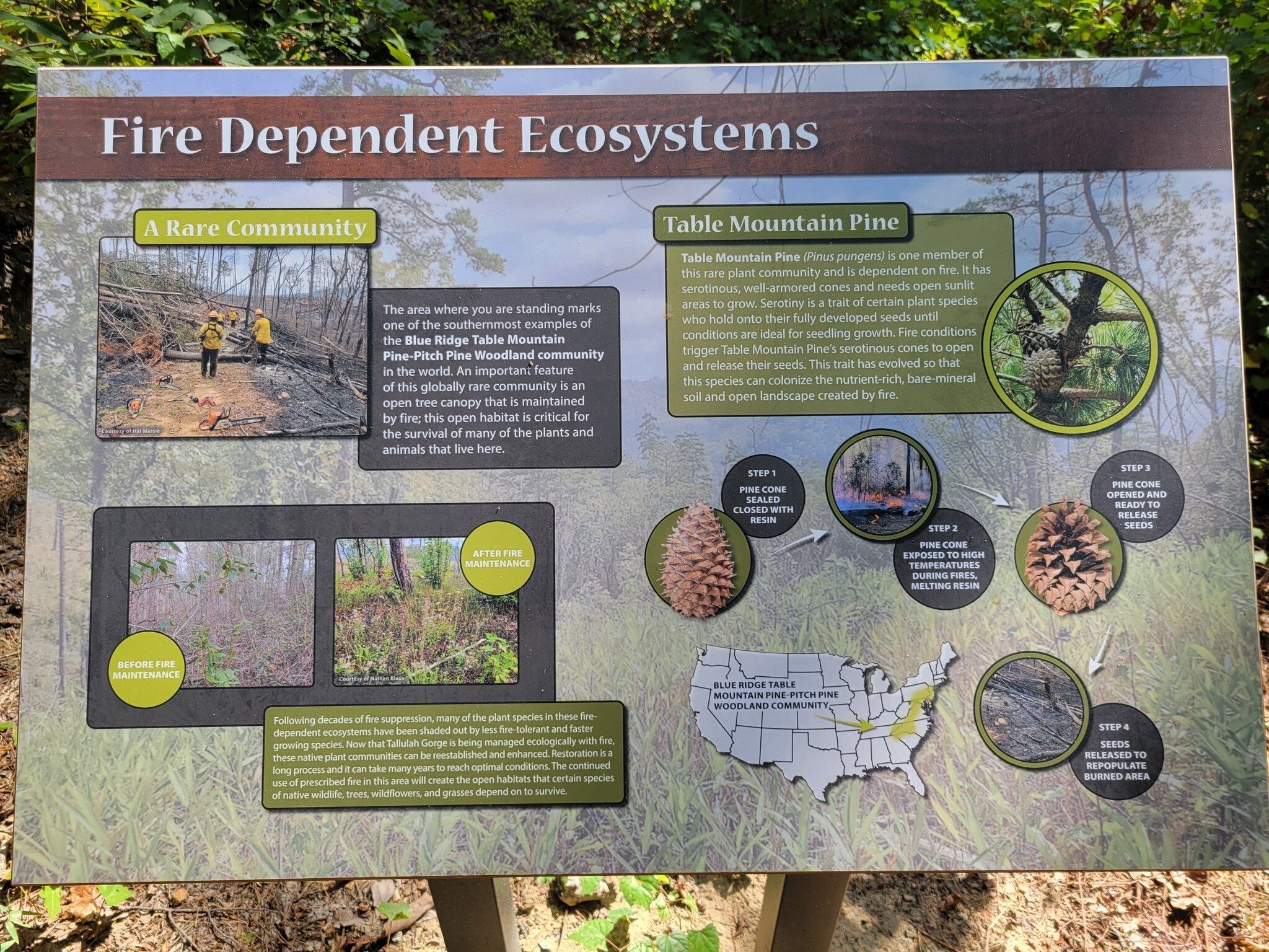 Not easy to ready, but an explanation of the fire dependent ecosystem of this section of Tallulah Gorge.