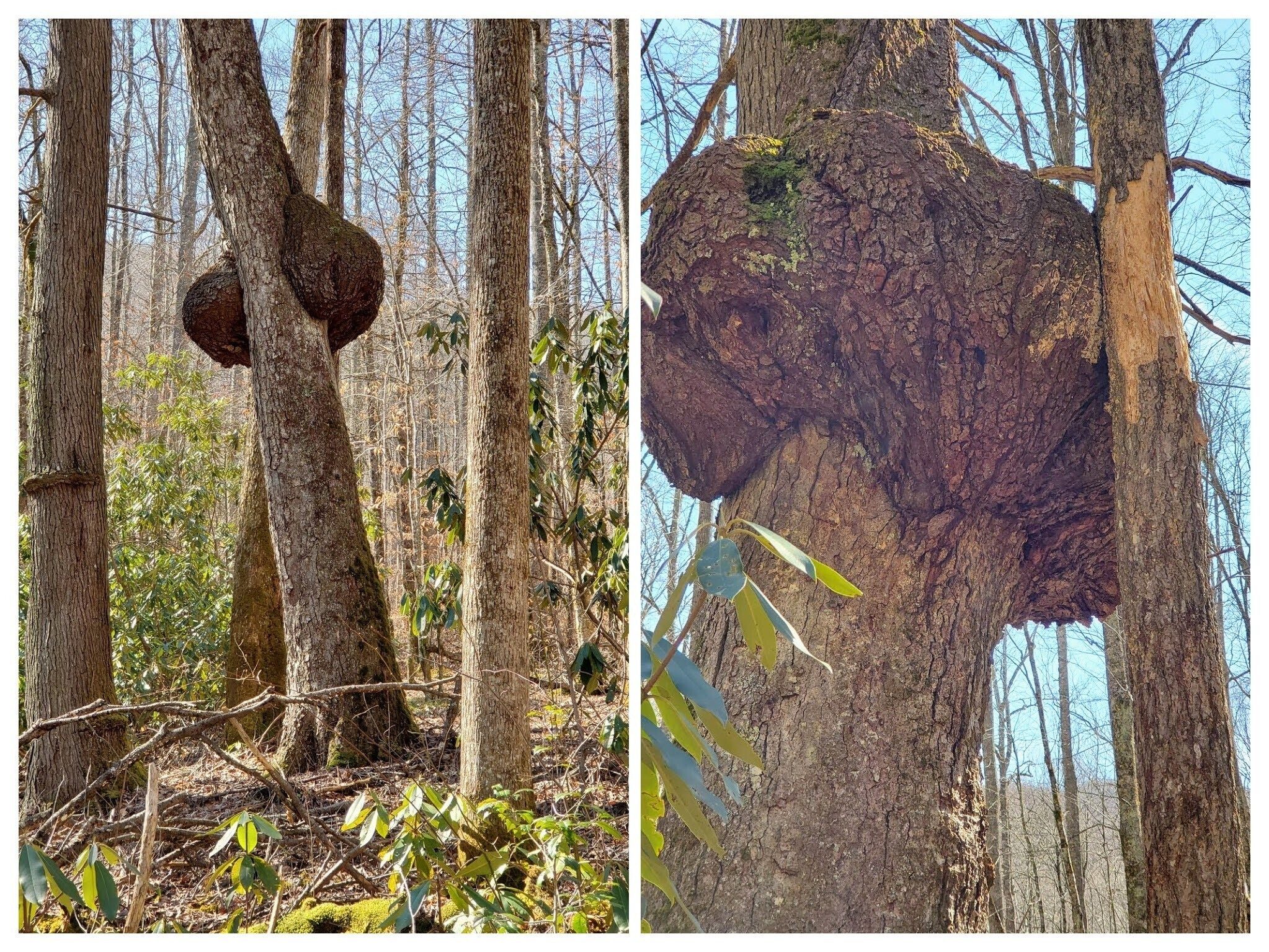 Okay Heather, check this extremely large tree gall out.