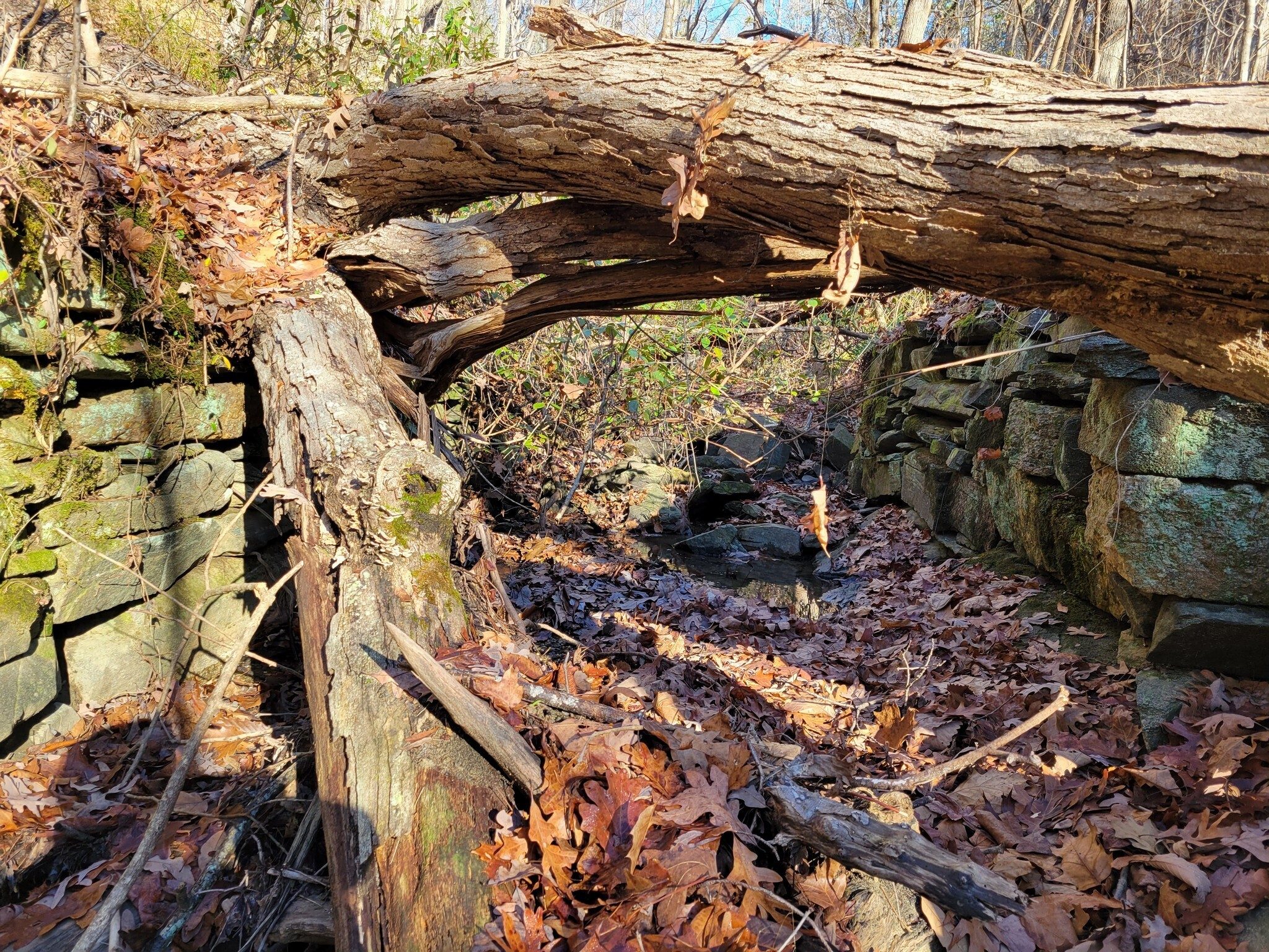 Perhaps these rock walls in the mostly dry creek bed were abutments for a bridge for the nearby road.