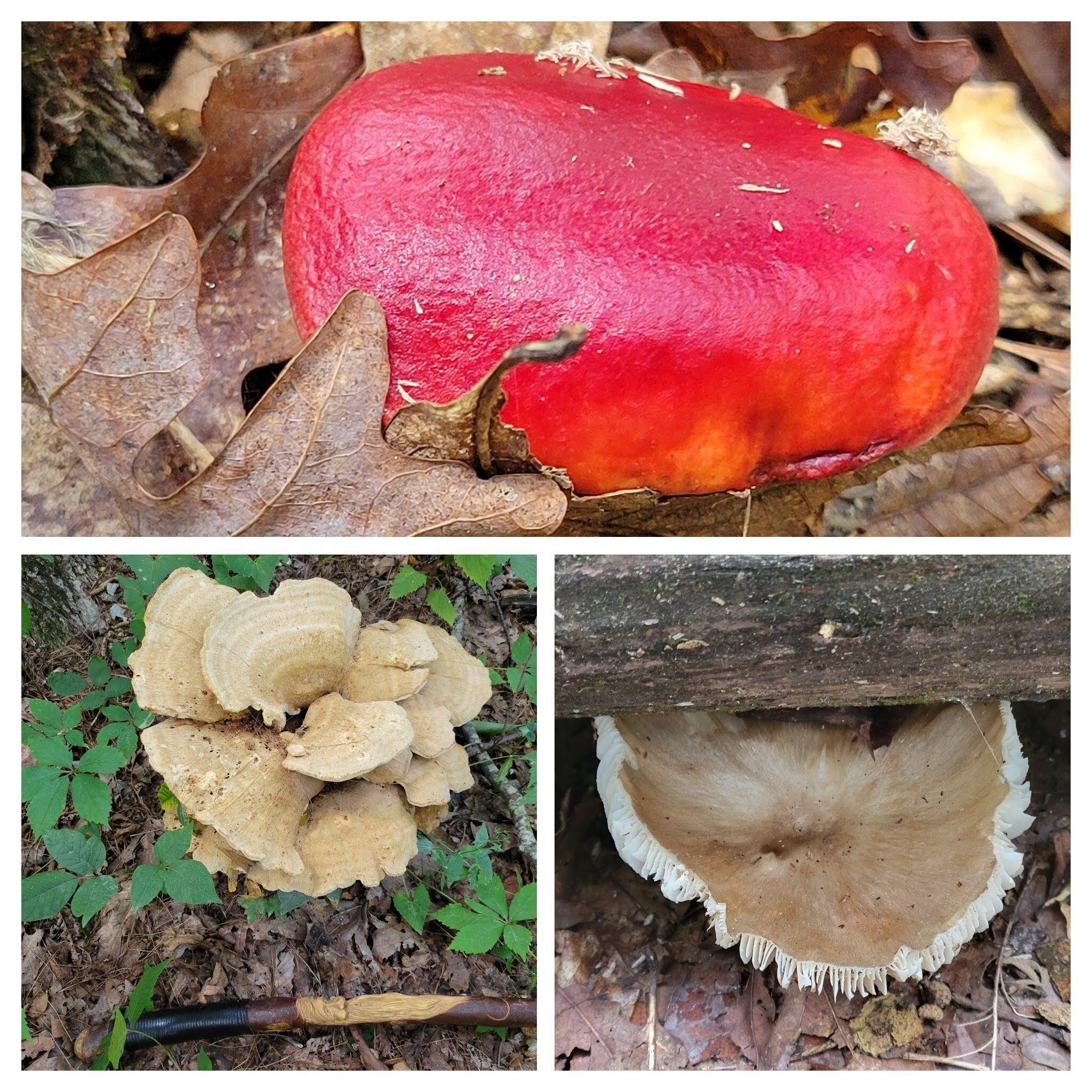 A few mushrooms too.