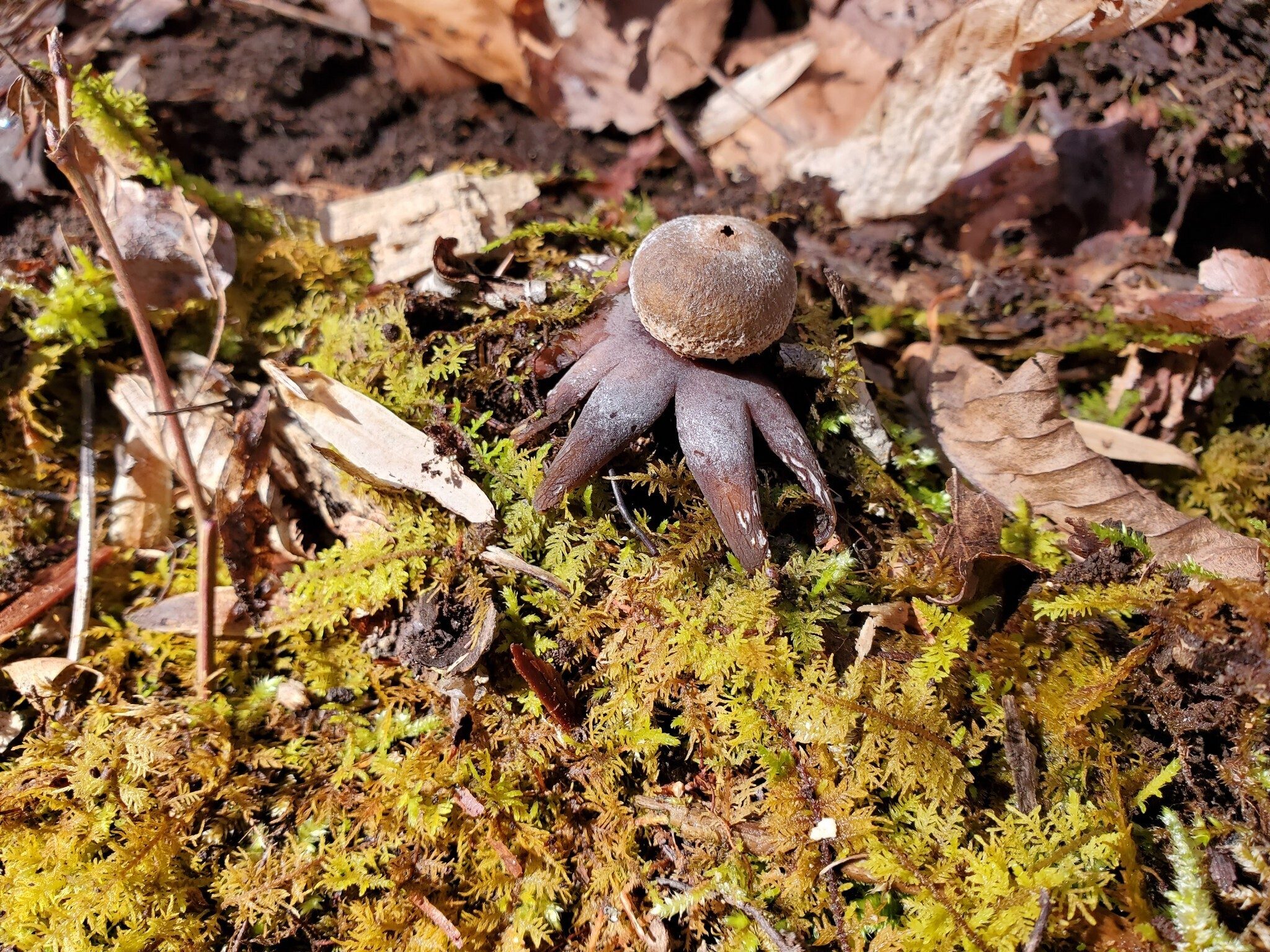 Talking about oddities . . . a fungus on moss that looks like a miniature octopus.