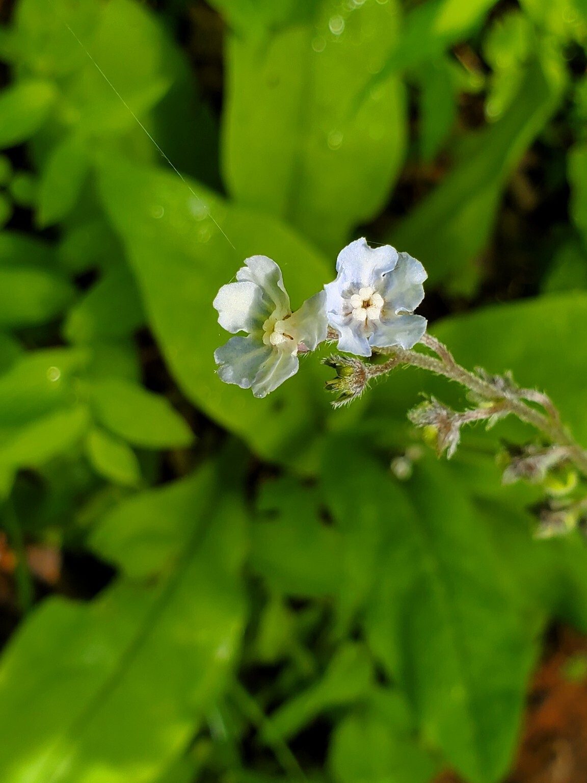 Another unusual plant . . . Wild Comfrey  or Giant-Forget-Me-Not, we think???