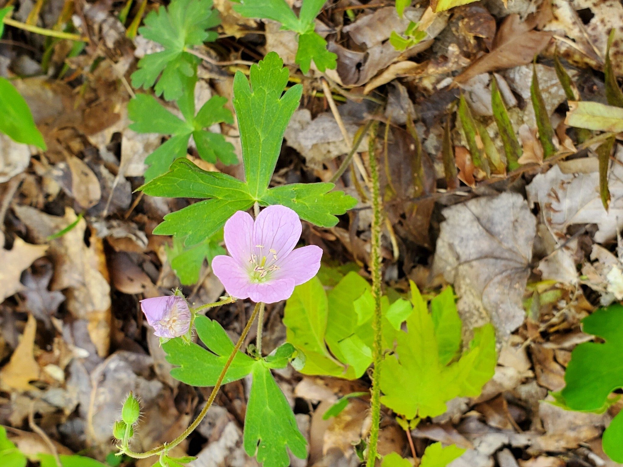 Wild Geranium