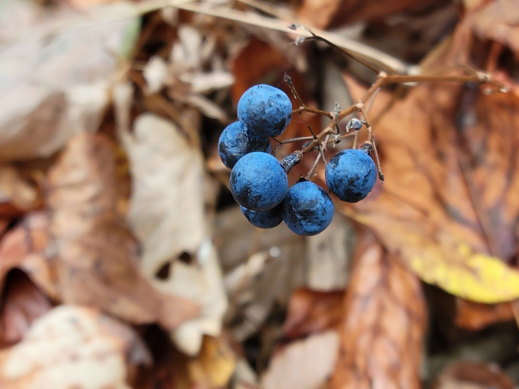 The bright blue color of these few berries of Blue Cohosh??? was quite attractive.