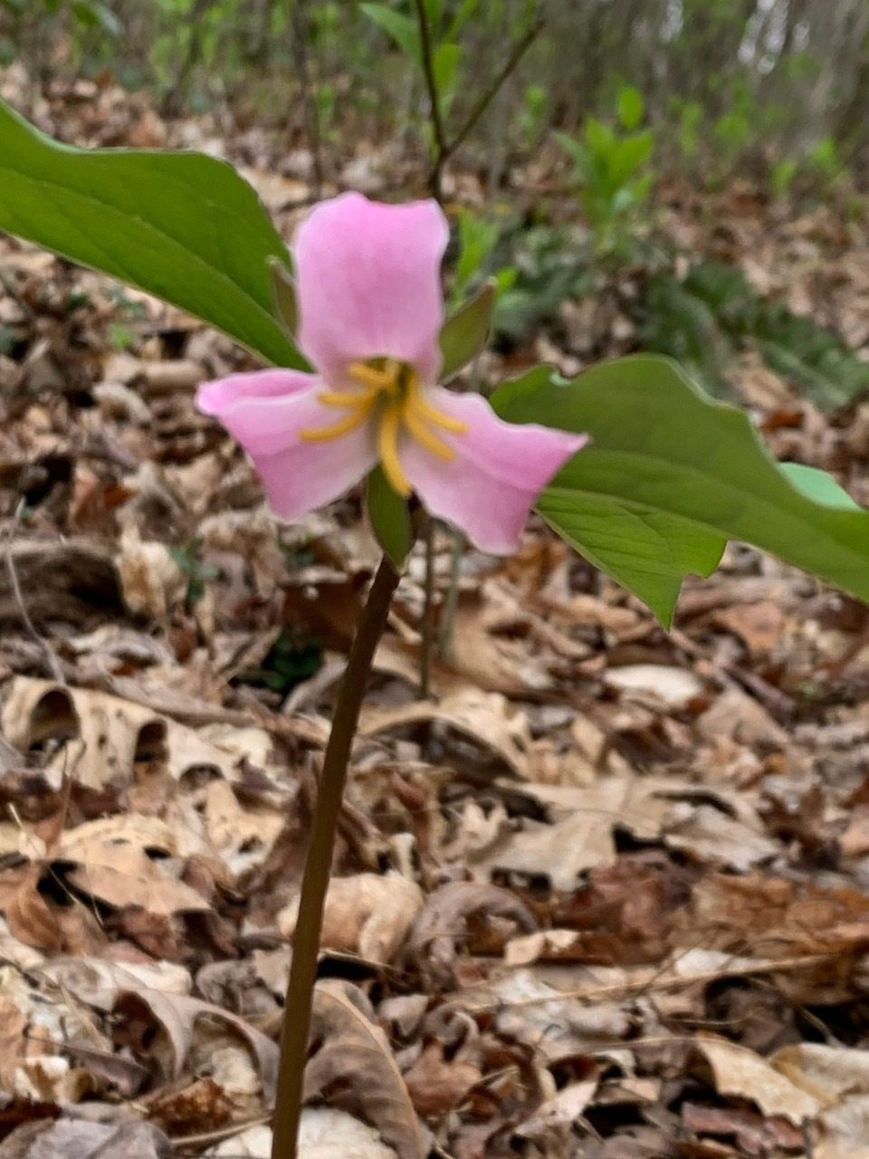 Catsby's Trillium . . . the only blooming Trillium seen today.  Thanks Beth.