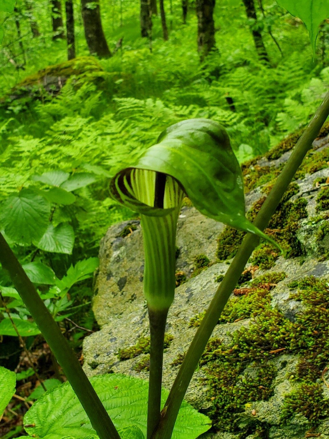 Oh my!  Another Jack-in-the-Pulpit.