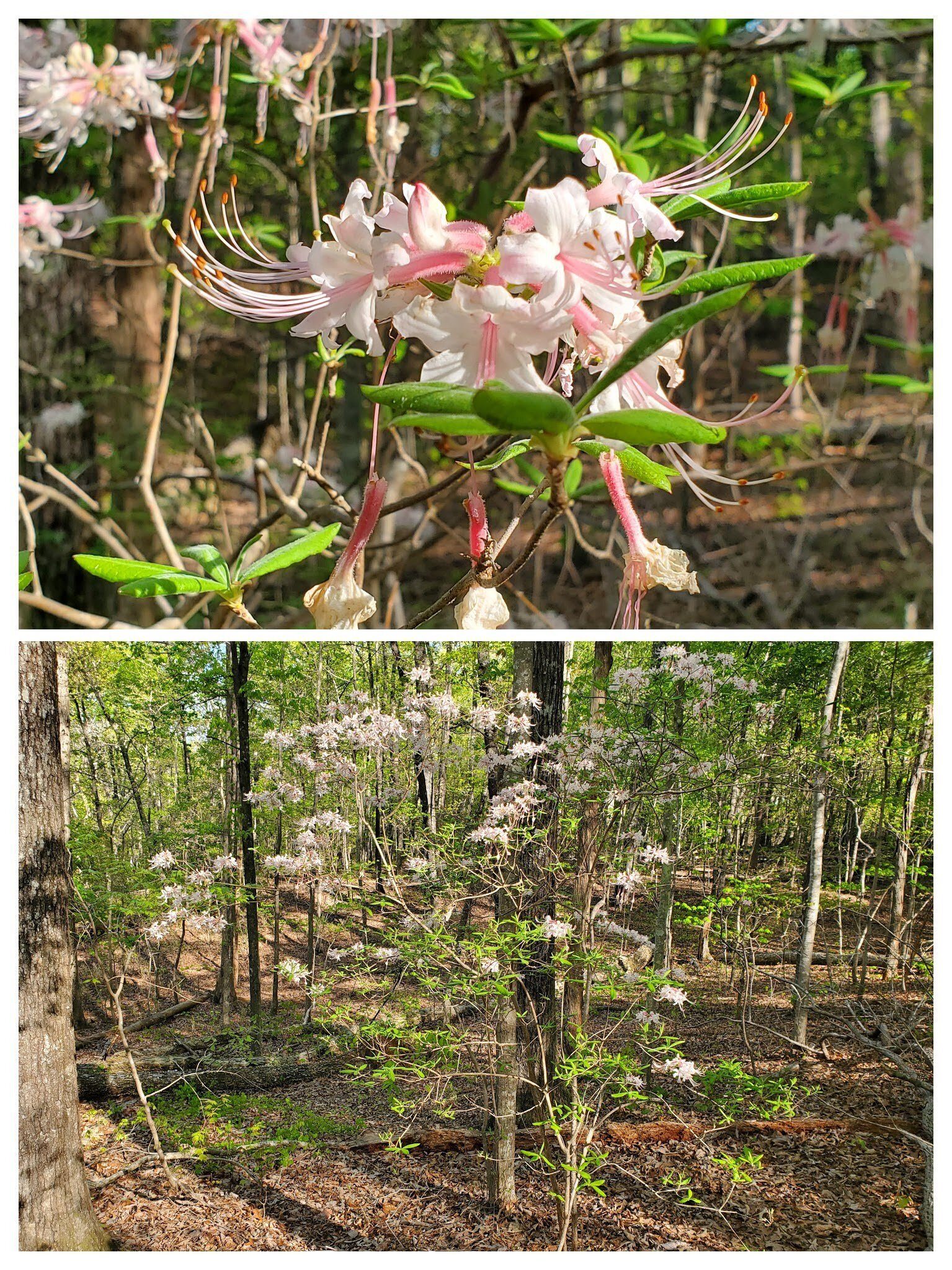 A nice surprise at the start of the hike, a Pinxter (Rhododendron canescens).