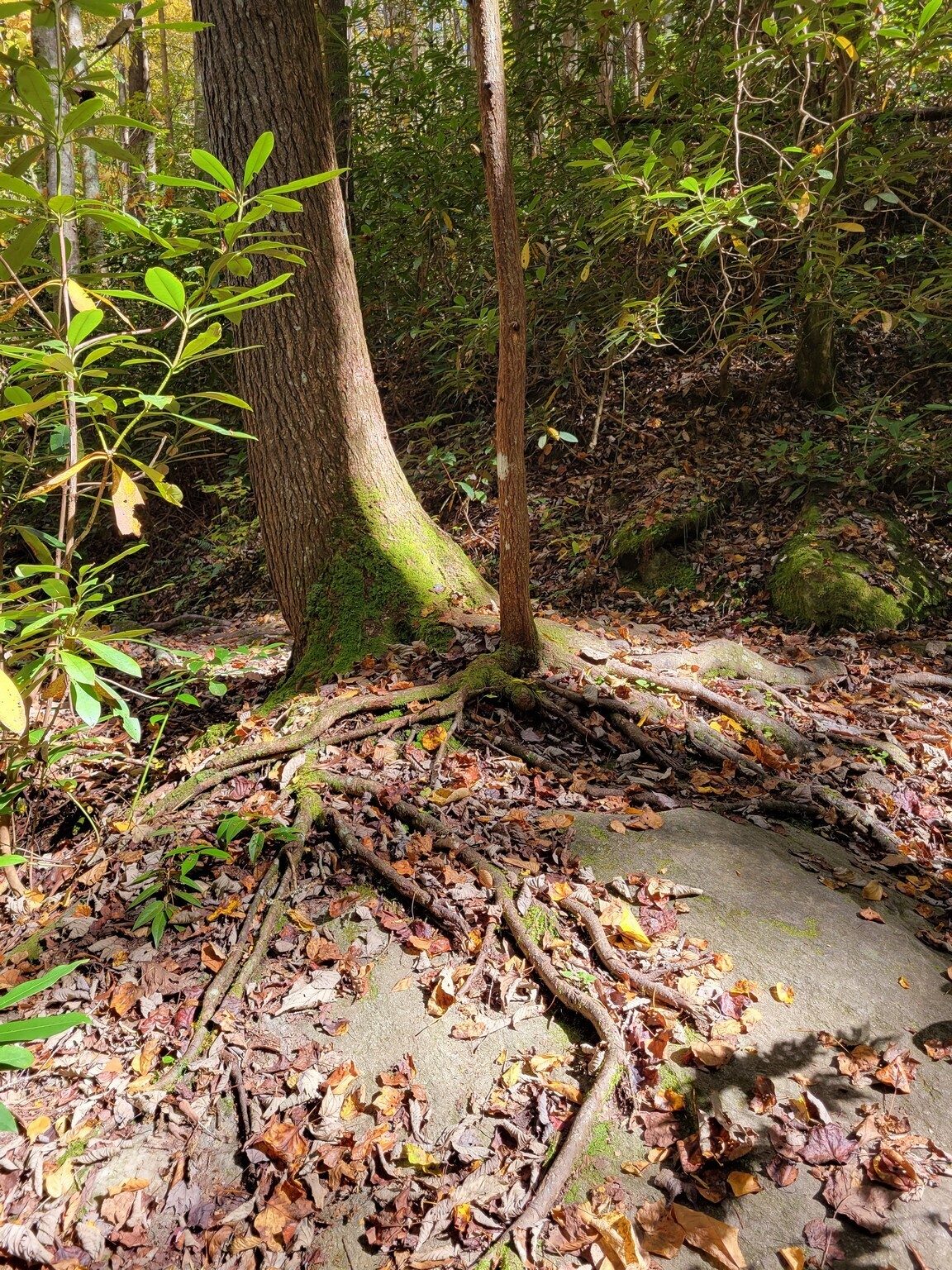 This tree with an extensive root system over the rocks is determined to survive.