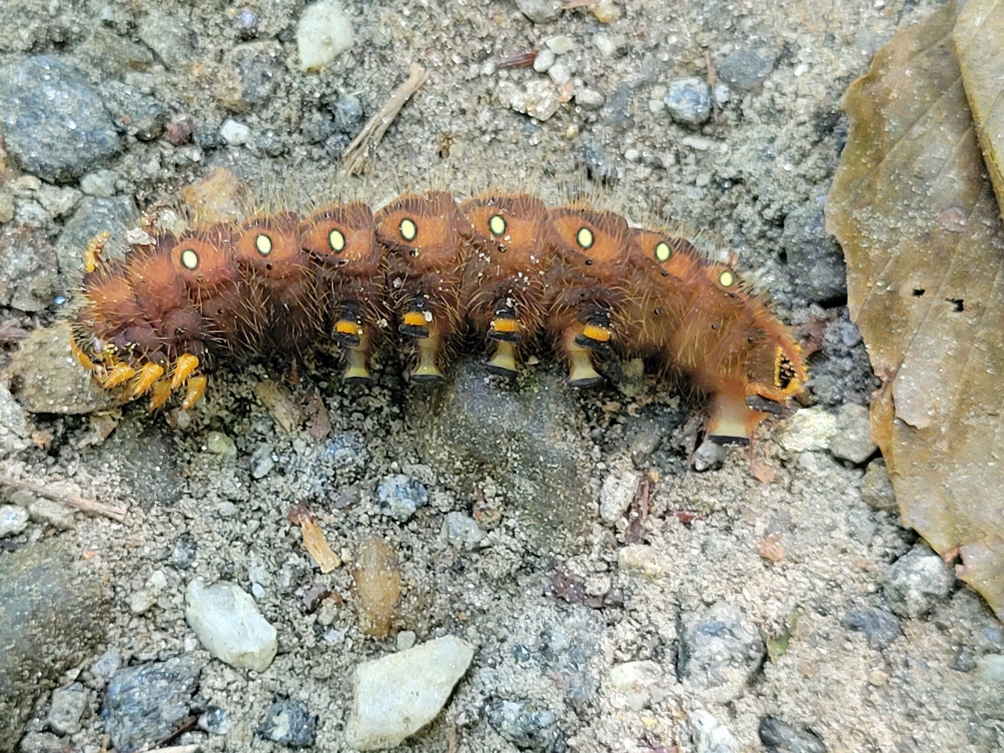 This Imperial Moth Caterpillar dropped out of the trees above us.