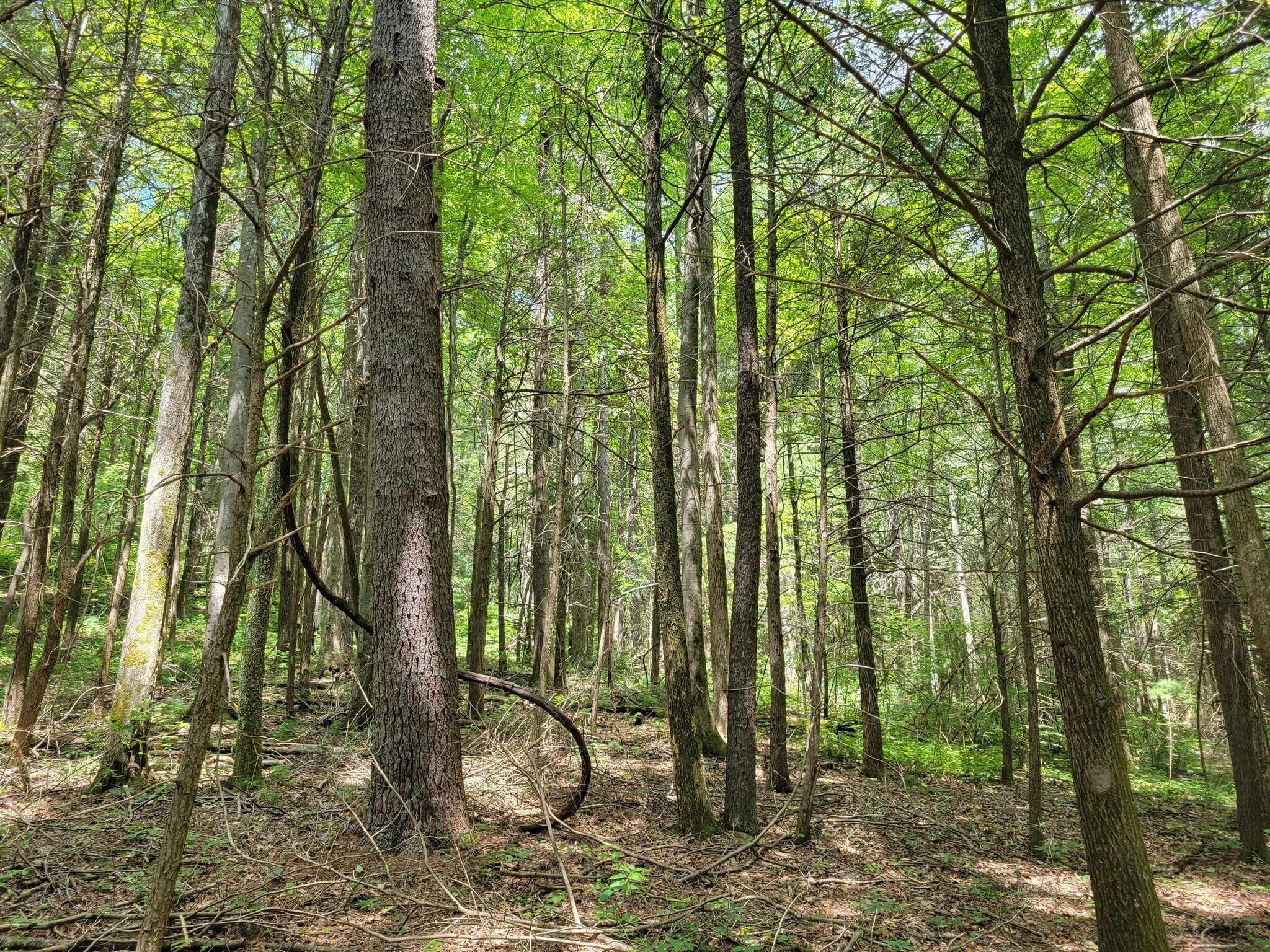 So sad, the damage to these Hemlocks from the Woody Adelgids.