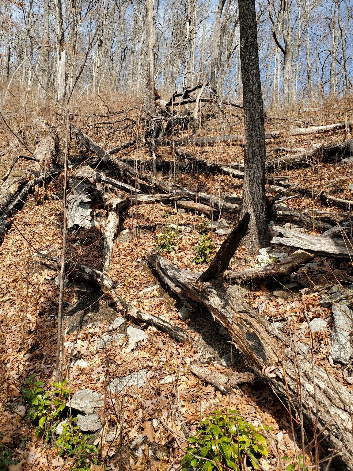 This latter section of the the Park Ridge Trail shows the evidence of the controlled burn a few years back.