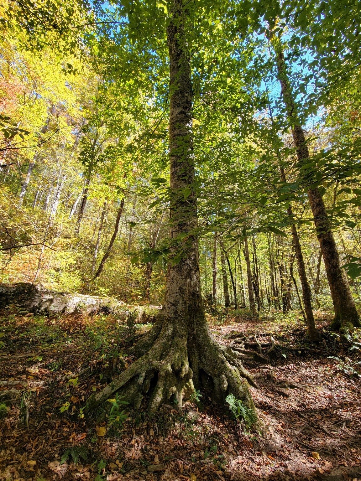 A large Beech Tree, also with a complex root system.