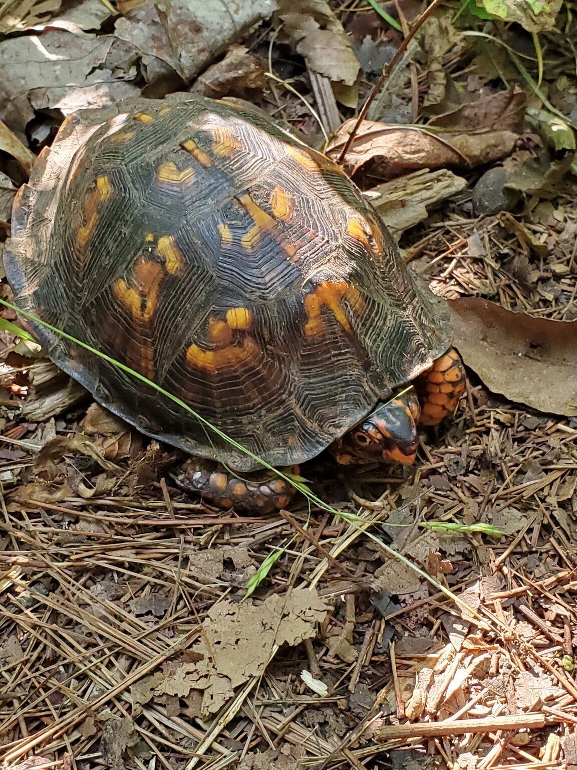 Mr. Eastern Box Turtle greeting us along our path.