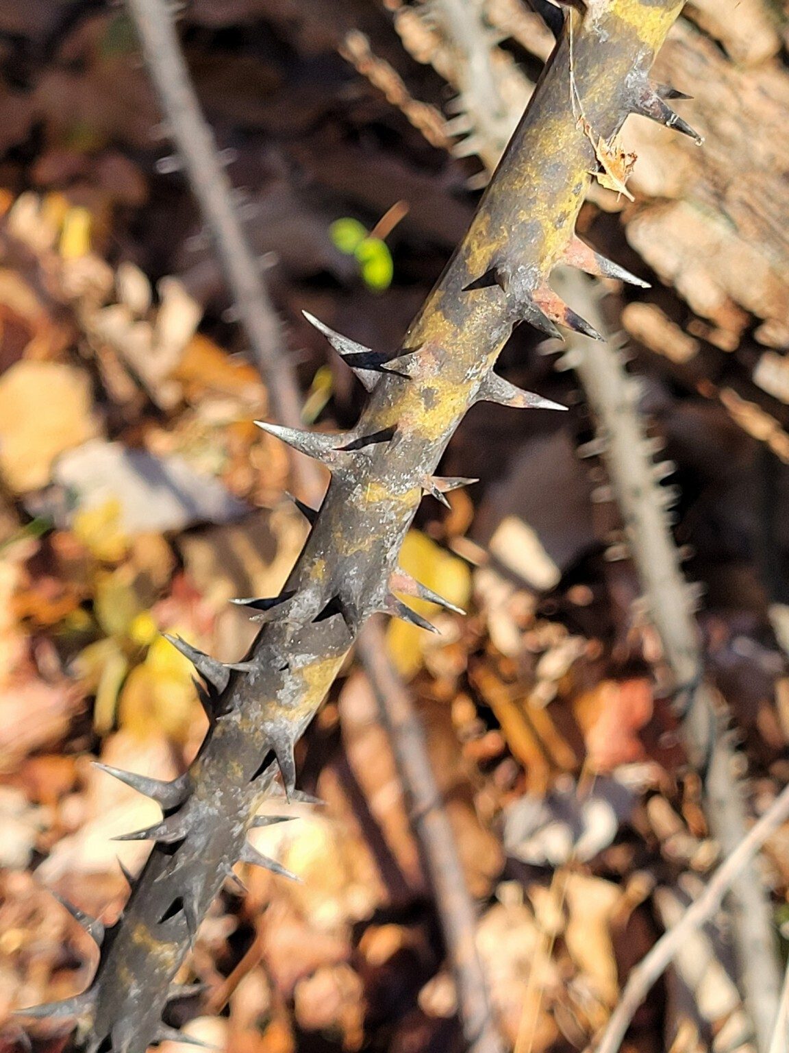 Ouch!  Watch out for these unusually large thorns when bushwhacking to see these falls.