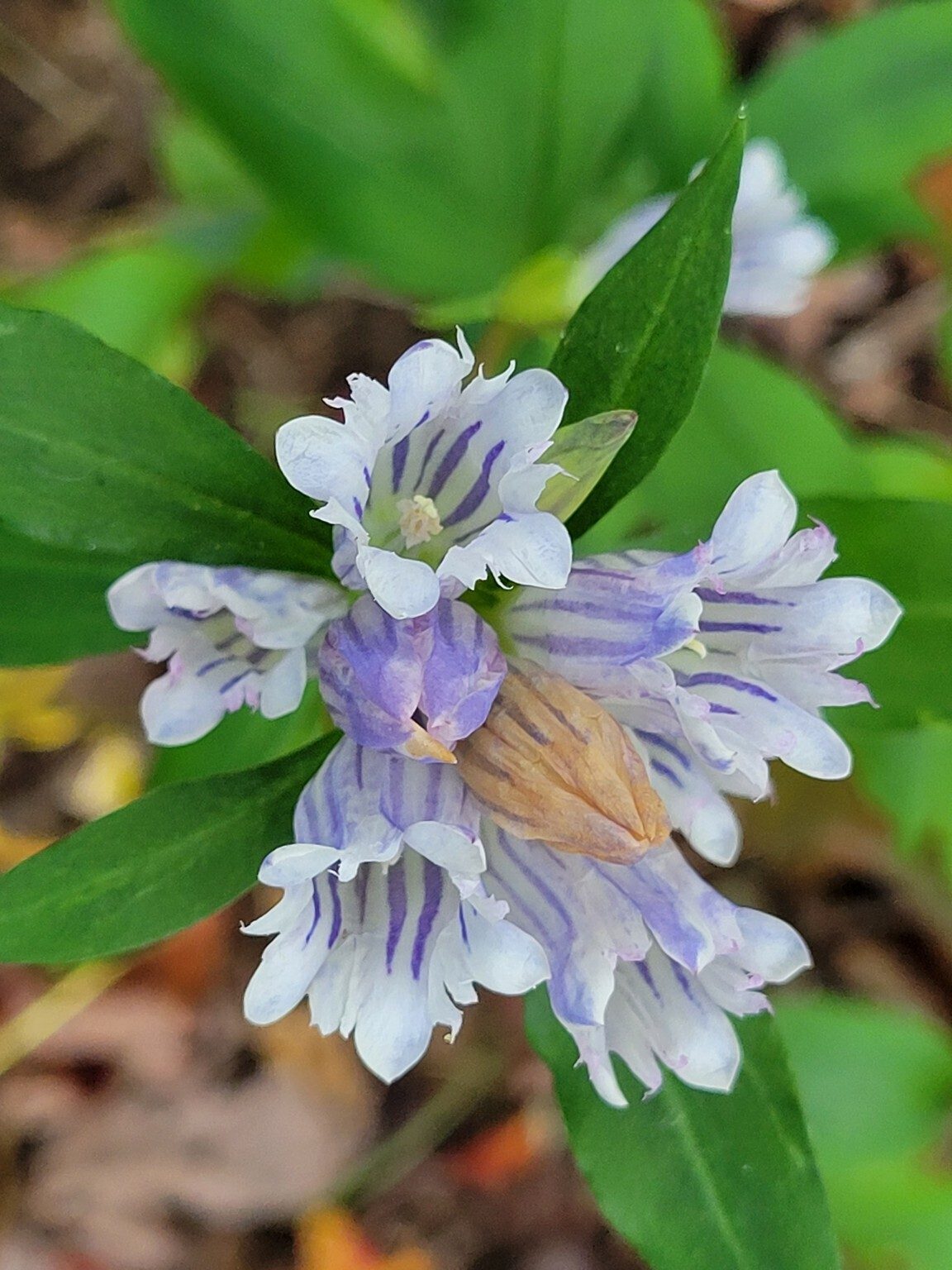 Appalachian or Showy Gentian seen  periodically along the trail.