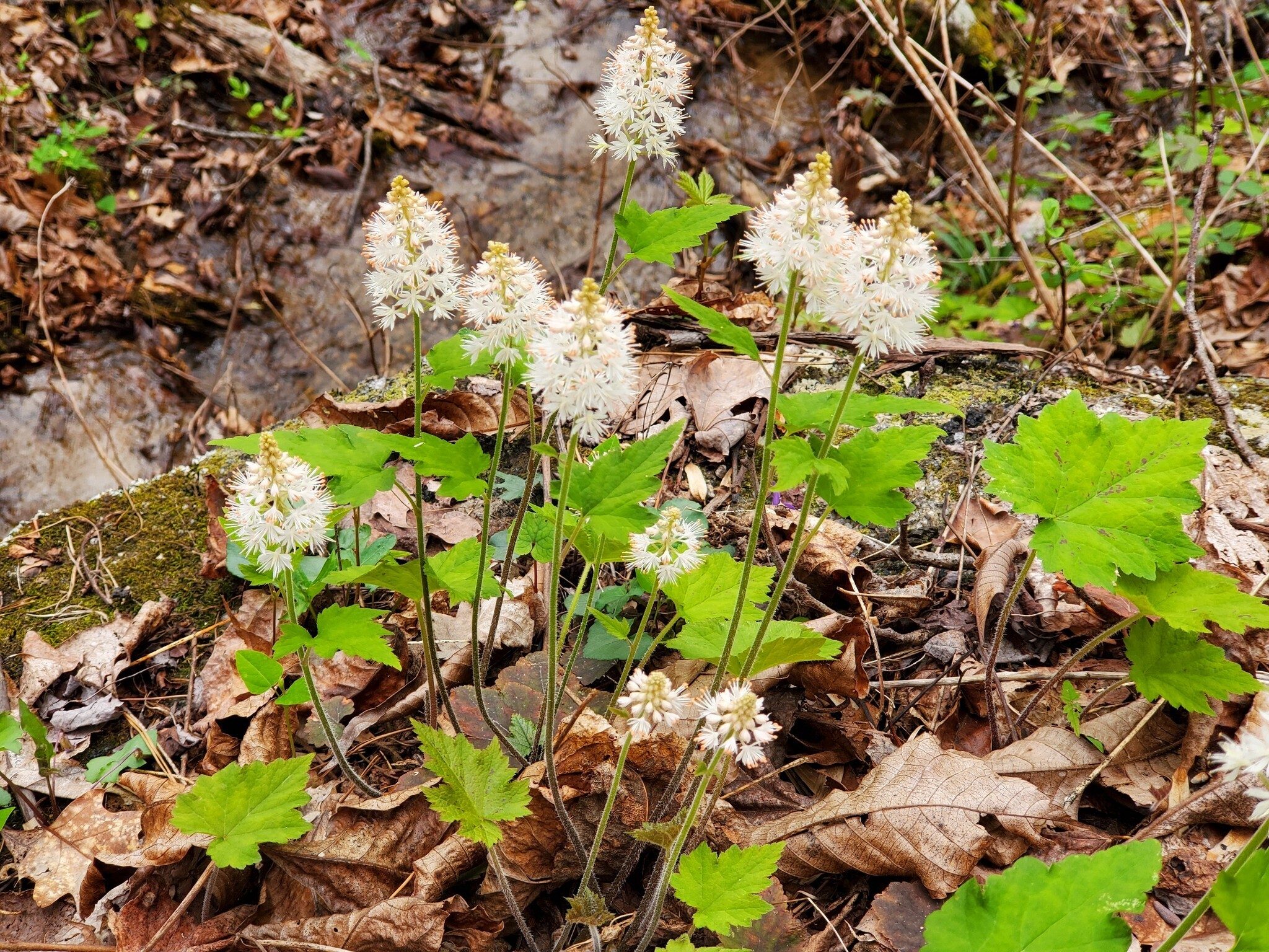 Pretty clumps of Foam Flower along a drainage area.