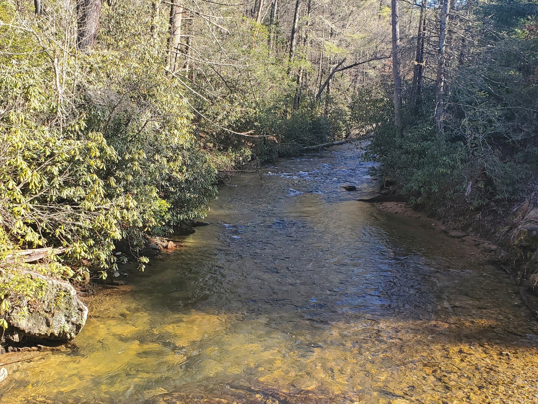 Looking upstream from the bridge across Cooper Creek.