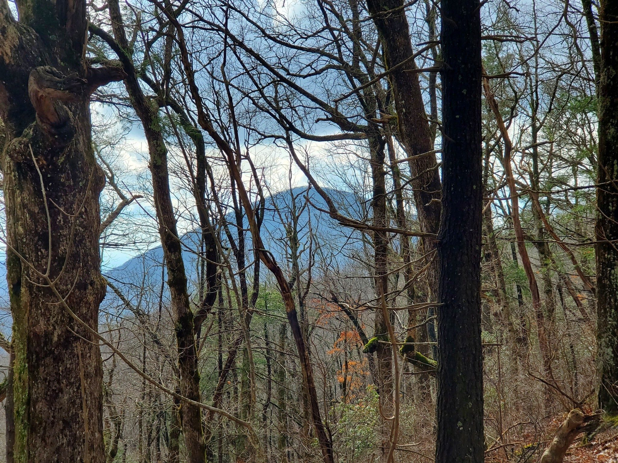 Almost forgot, but we did see Blood Mountain through the trees on our climb out of Hoppen Gap.