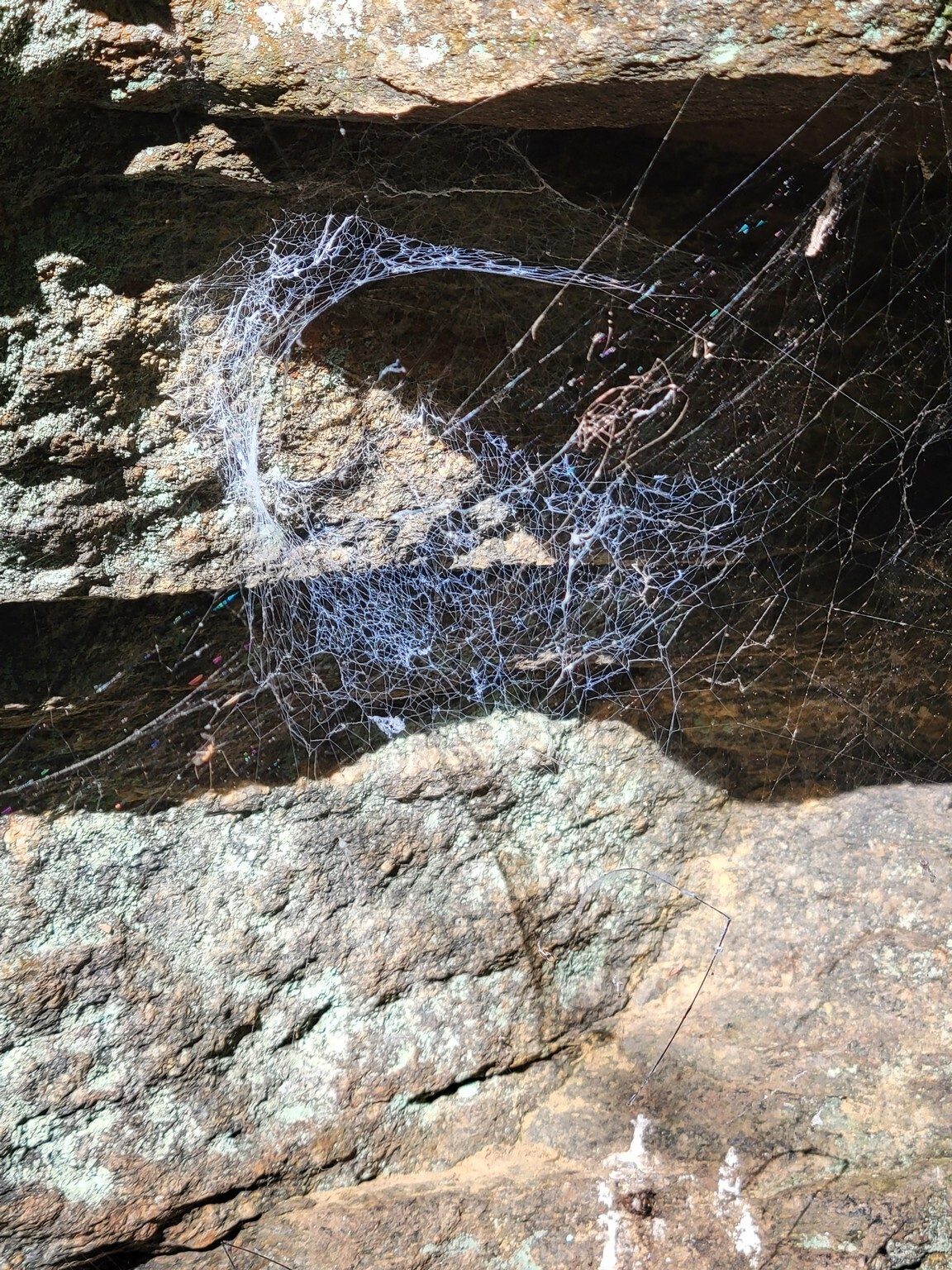 A couple of these unusual spider webs caught our eye early on in the hike.