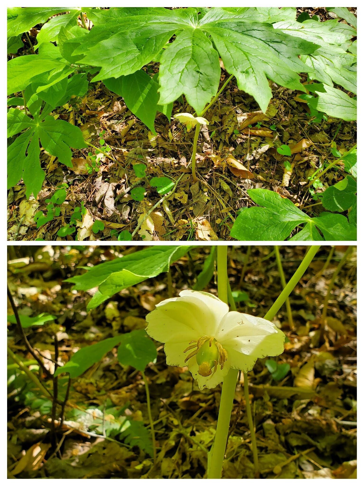 We lucked up and found a few Mayapples in bloom.