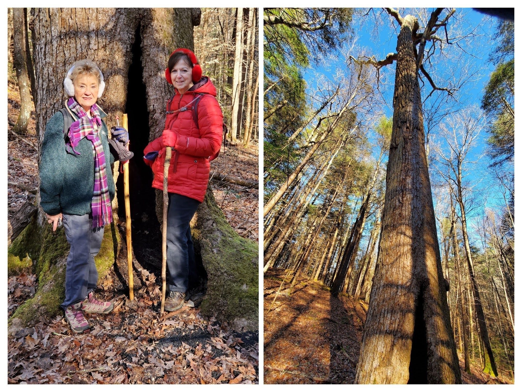 Beth and Jenny with another large Poplar . . . you really need to see these to appreciate their size & beauty.