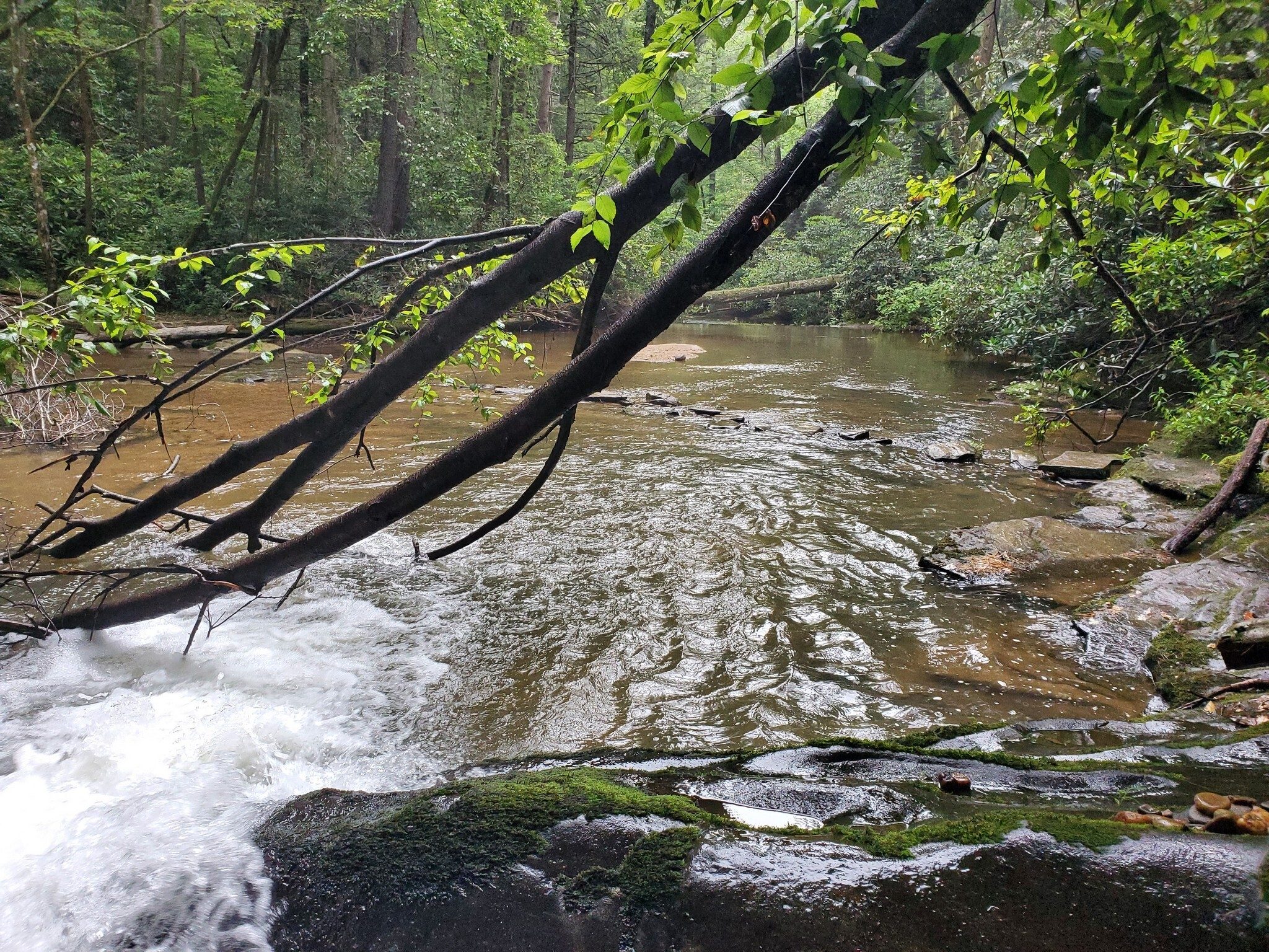 Looking downstream from Raper Creek Falls.