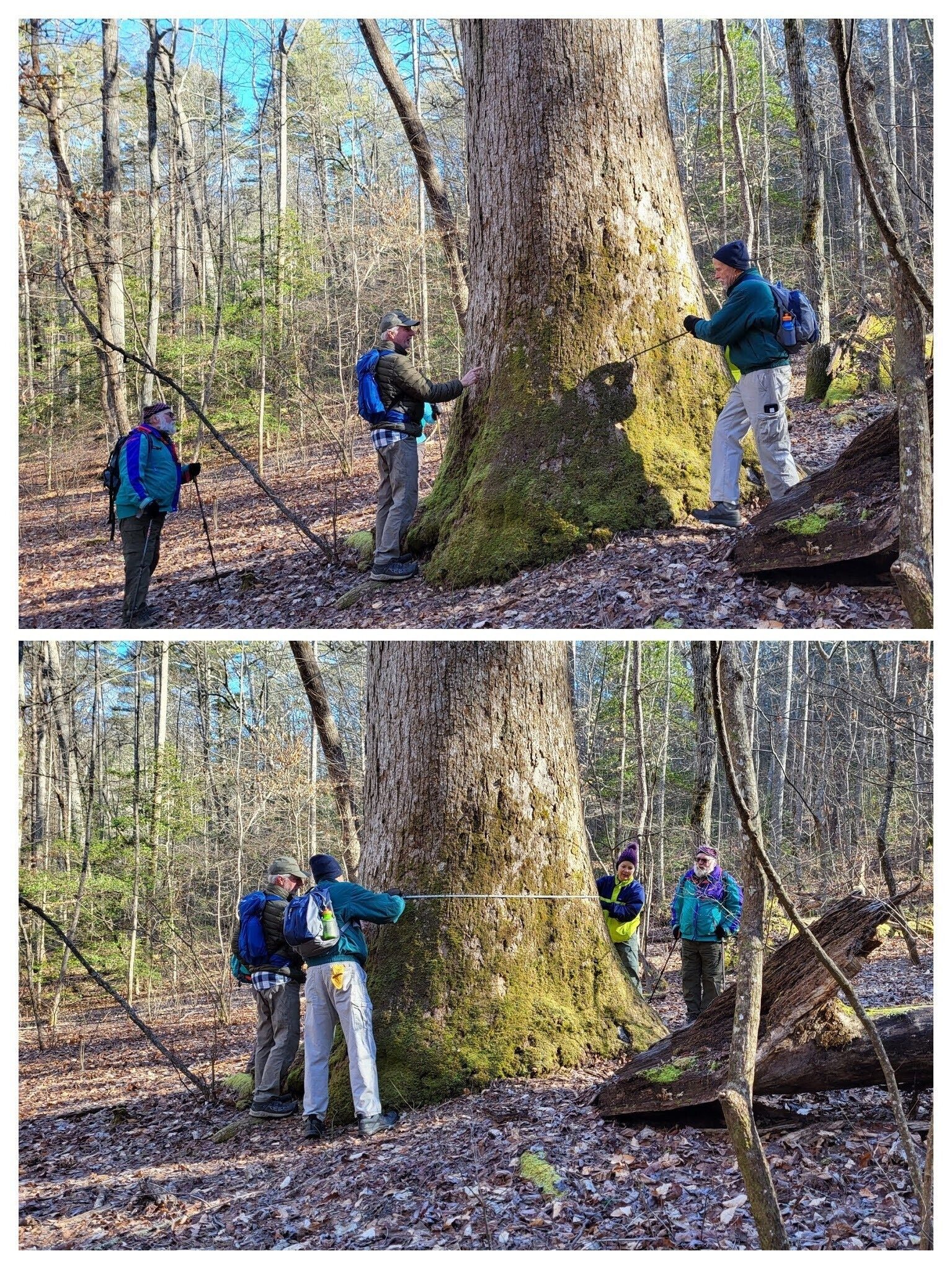 Largest Poplar measured at 235 in. circumference and estimated at 244 years-old.  Photo by B. O'Connor
