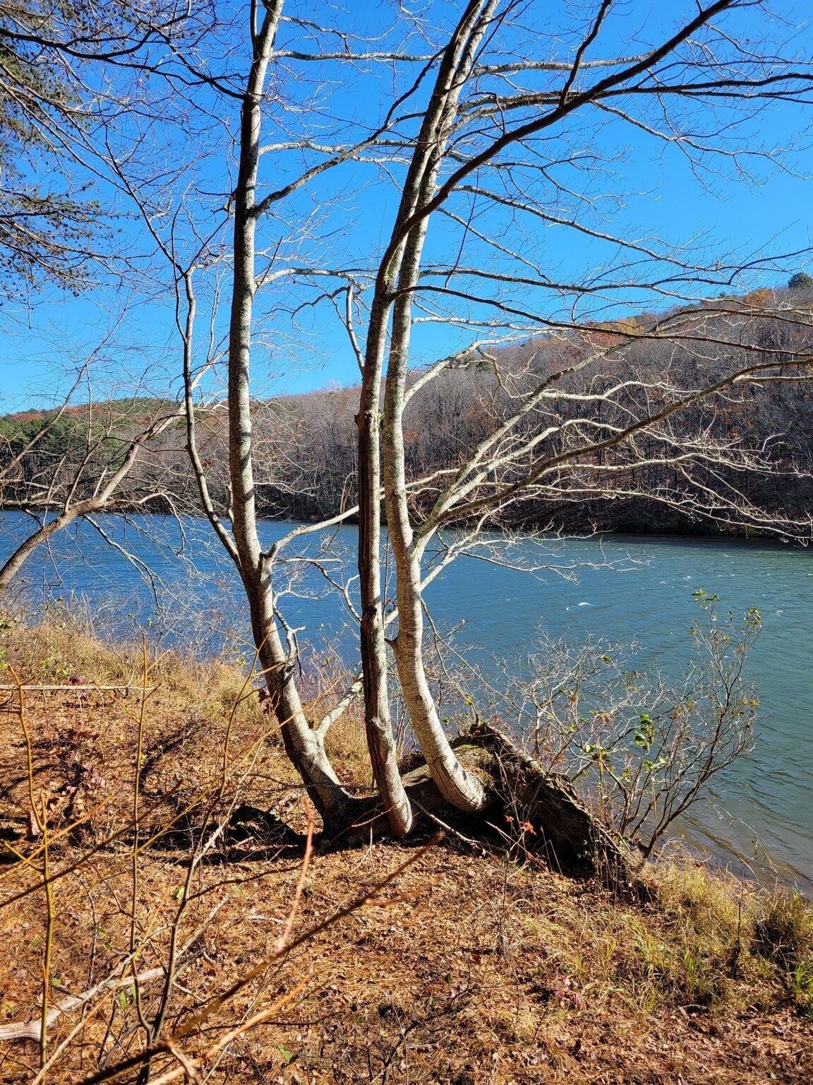 A blown-down tree that would not die, but sprouted three new trunks.