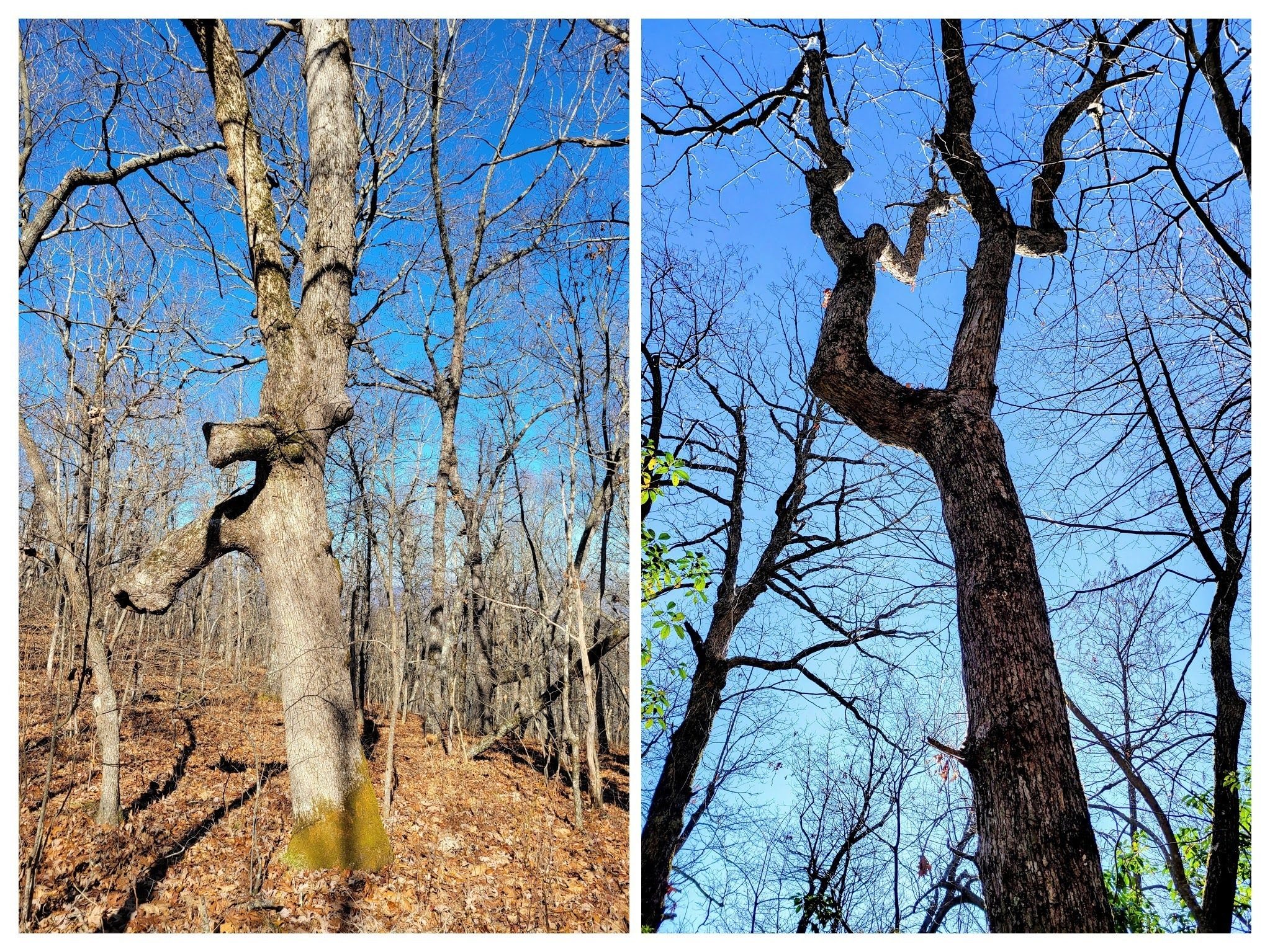 Yes, I'm always fascinated by unusual tree forms.