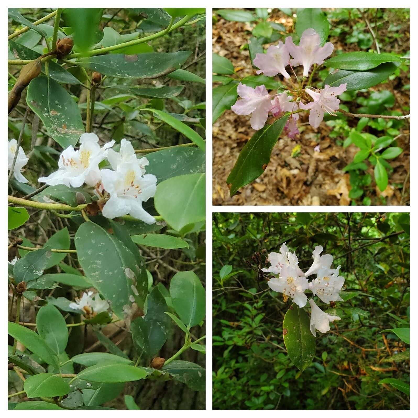Late blooming various Mountain Laurel