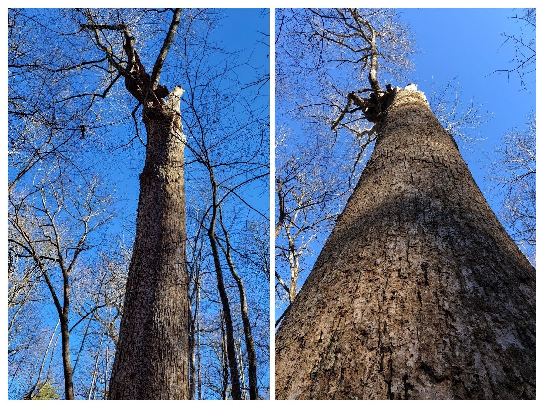 The largest Poplar along the trail.  Most of the Poplars had their tops blown out.  Photos by Heather Wall & Bruce O'Connor