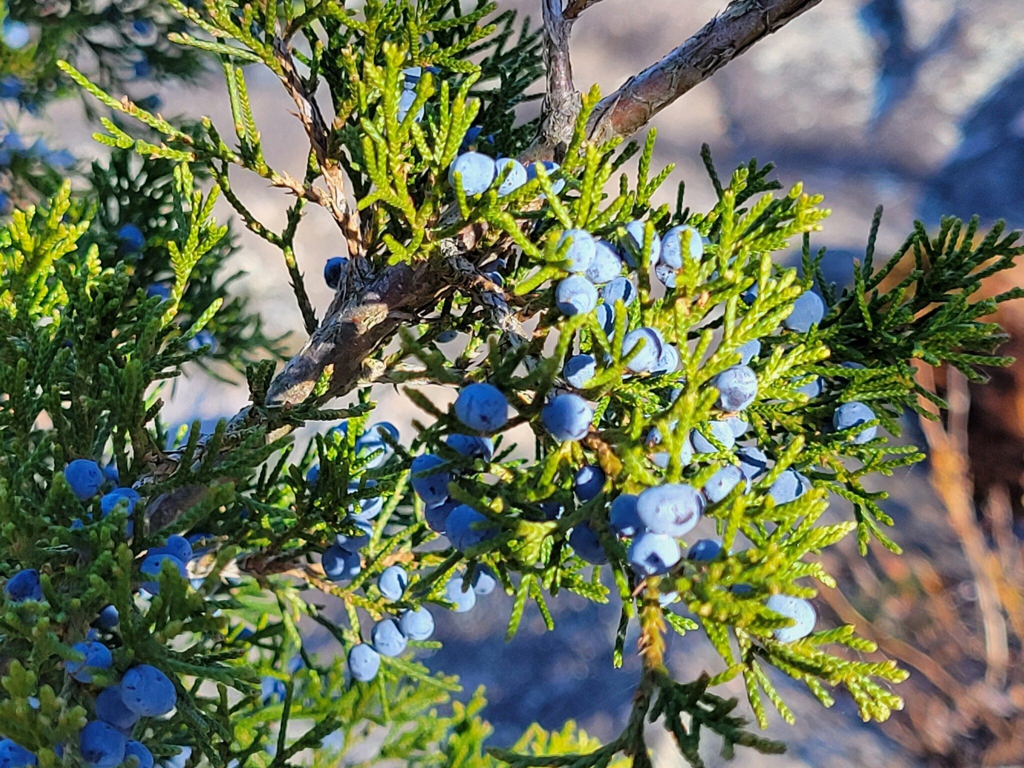 The bright blue berries on this Cedar Tree stood out.