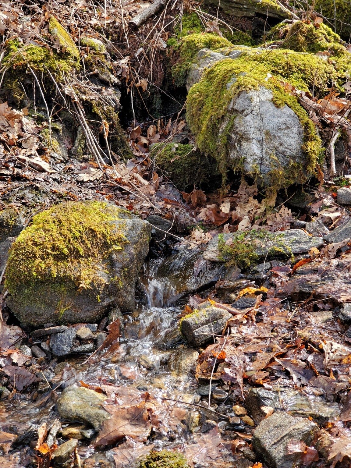 While not terribly obvious in this photo, this is a fairly large flow of water out of the hillside.