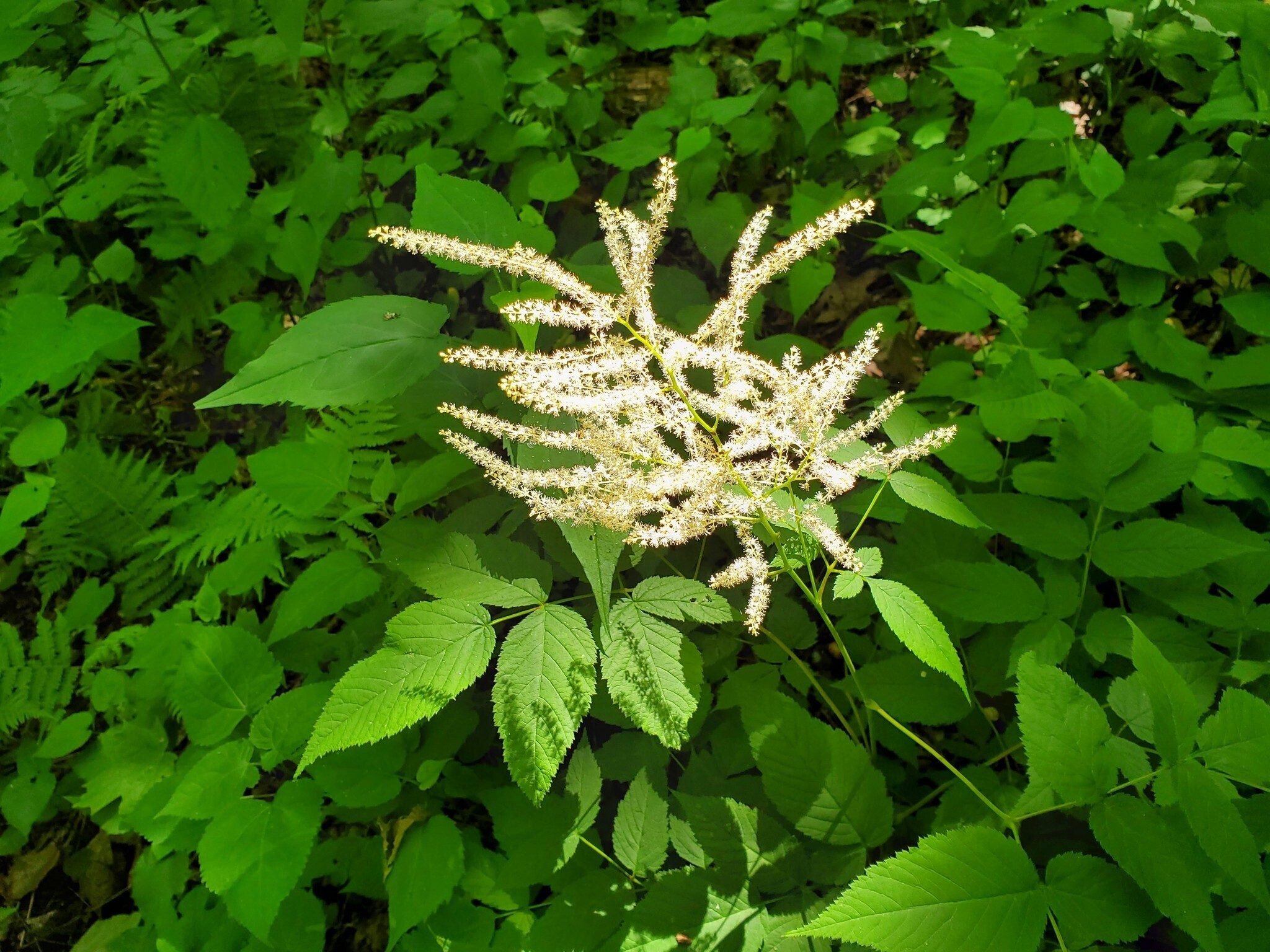 Goat's Beard anyone?